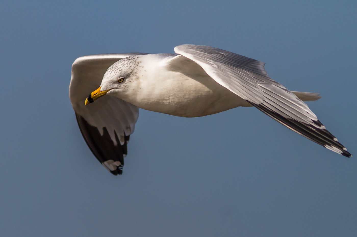 Gabbiano Anello-fatturato
