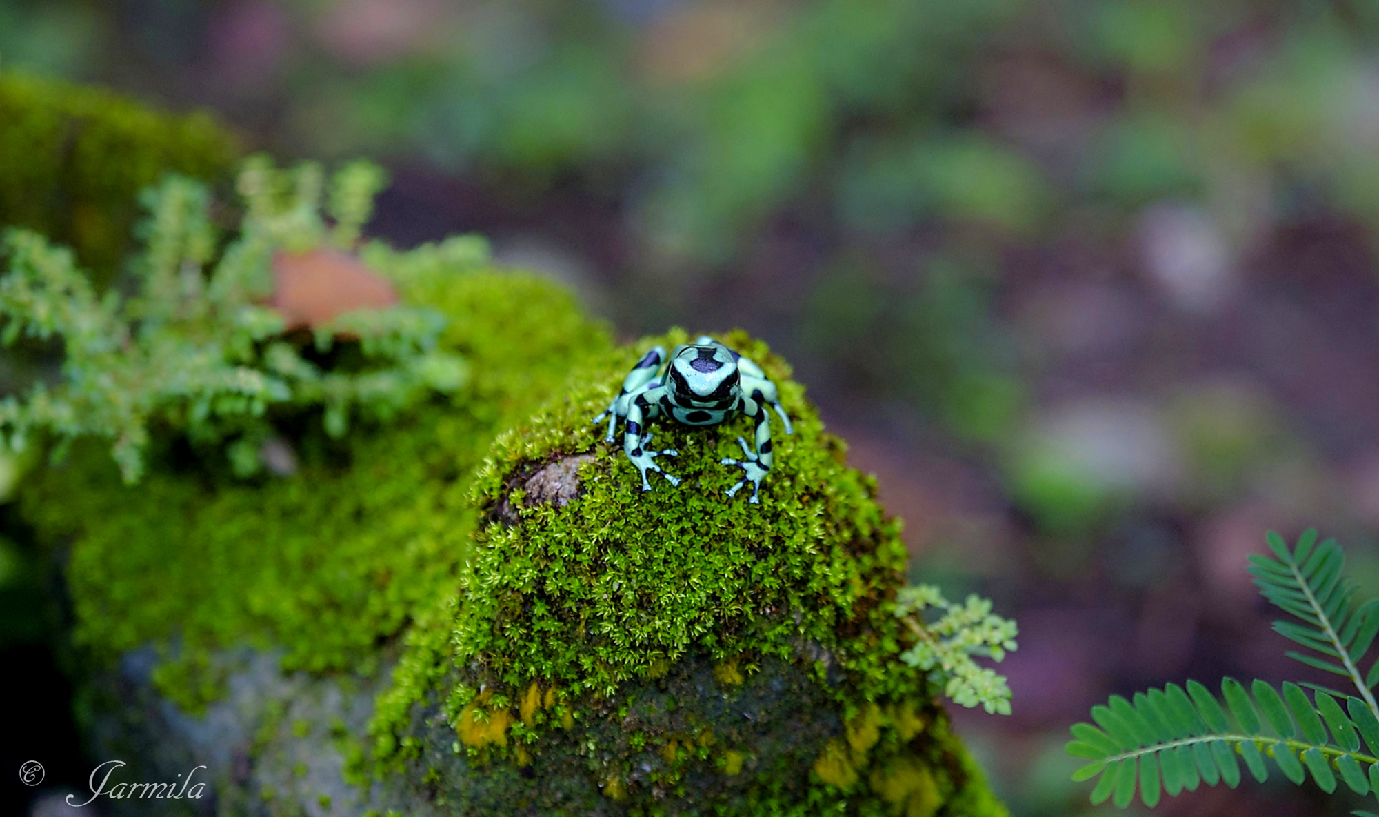 Il Dendrobate dorato , rana ( Dendrobates auratus)
