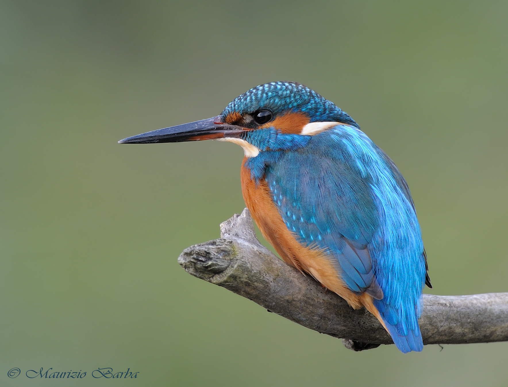 Kingfisher a penny