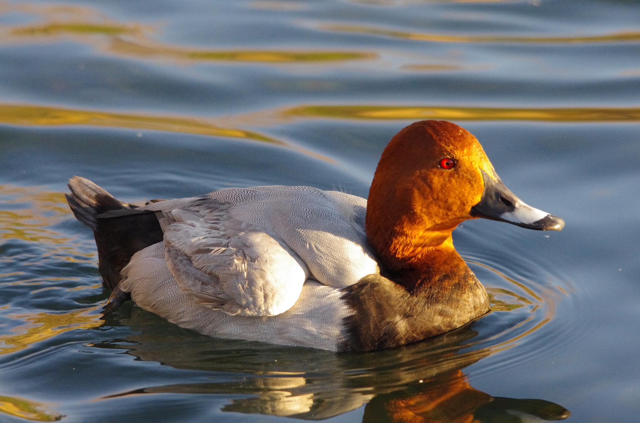 Pochard male