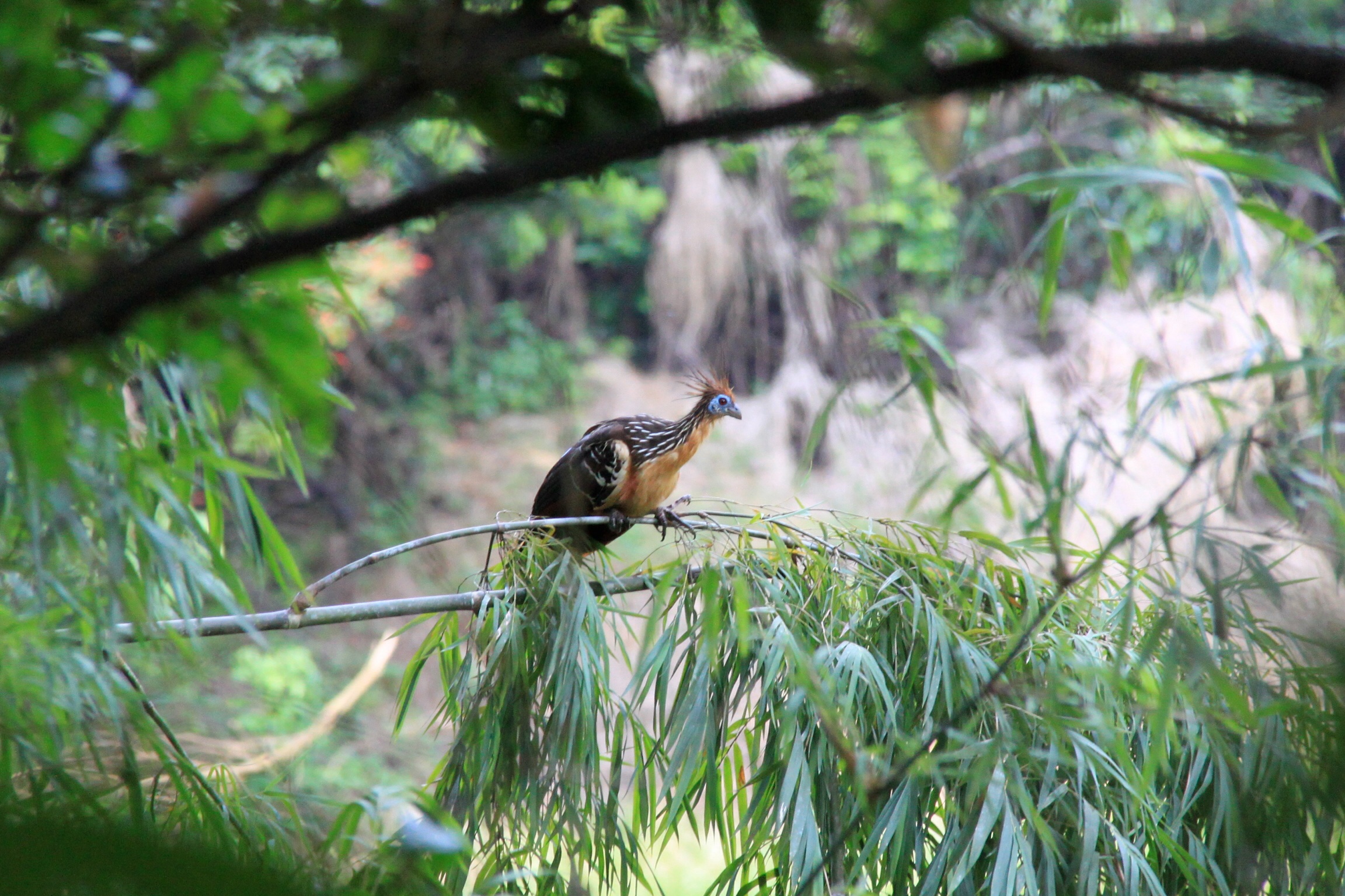 Hoatzin