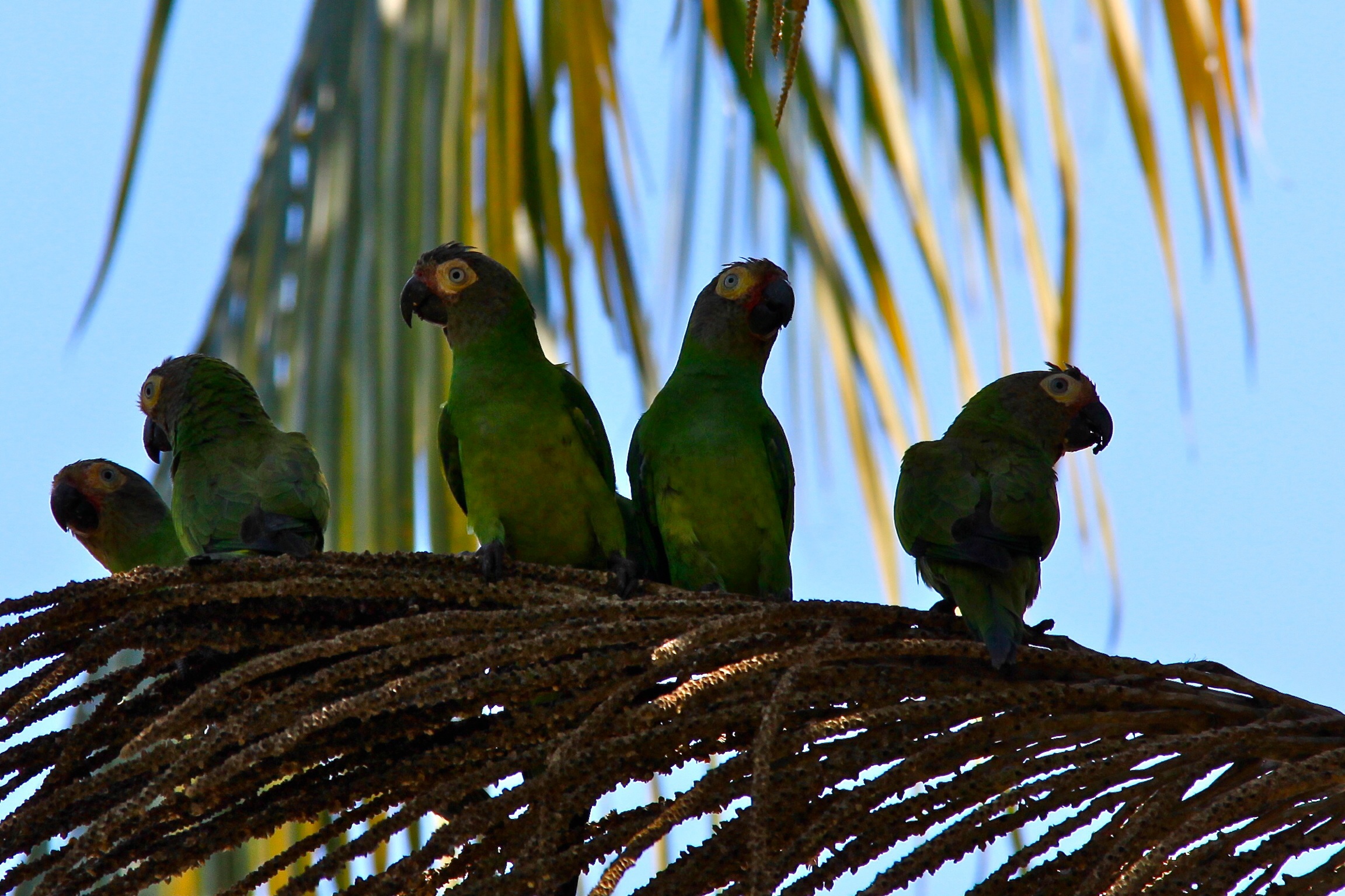 Periquitos
