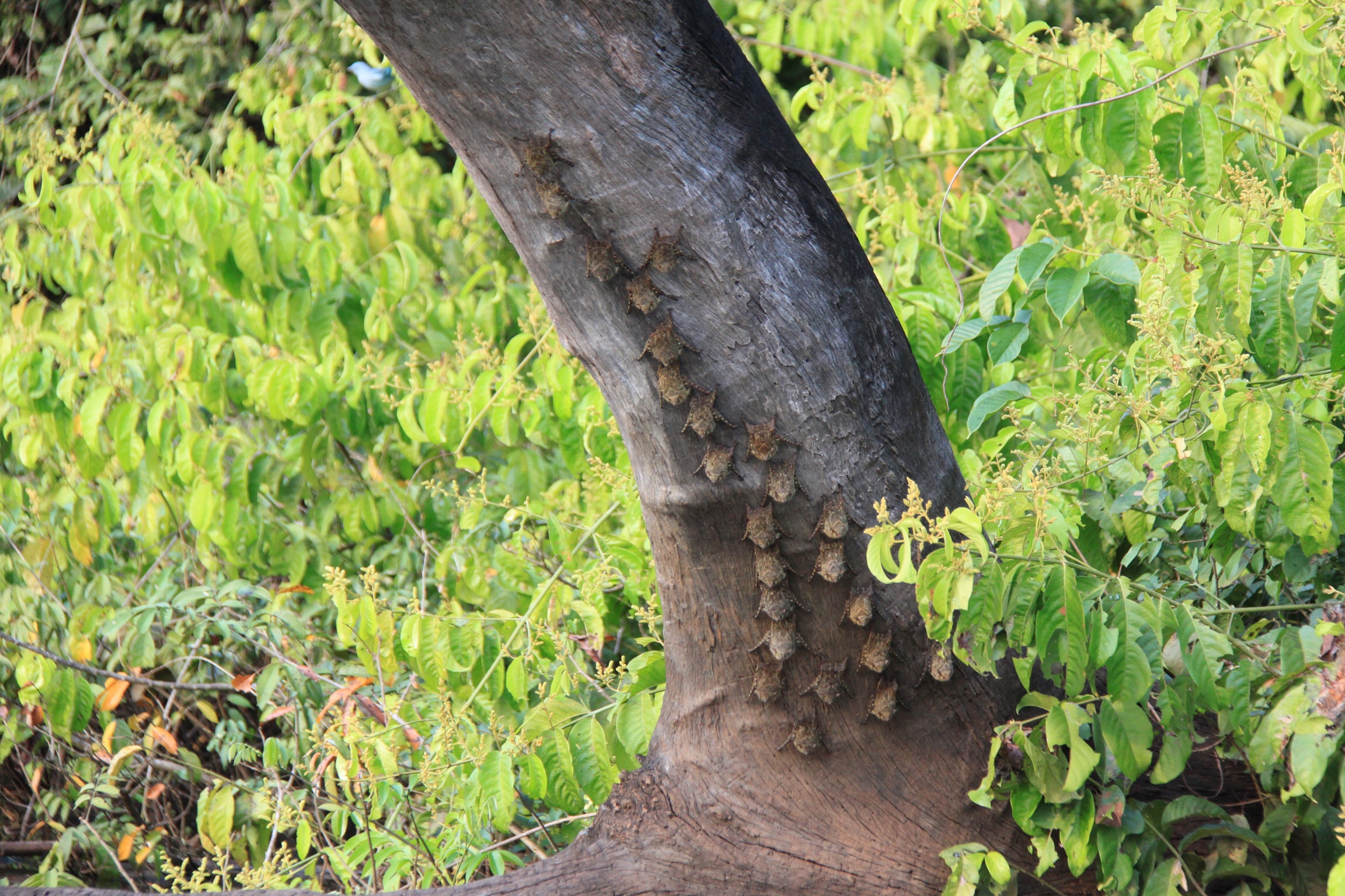 Murcielagos pequenos