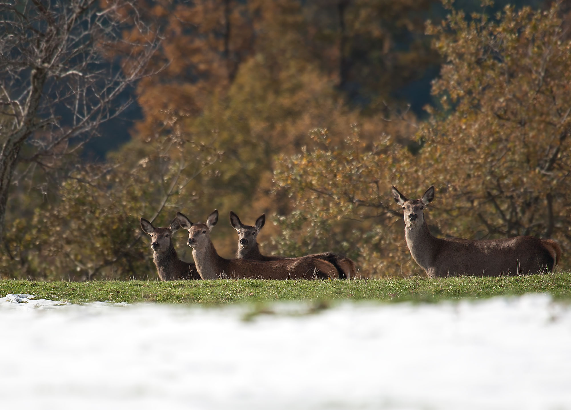Hinds behind the snow
