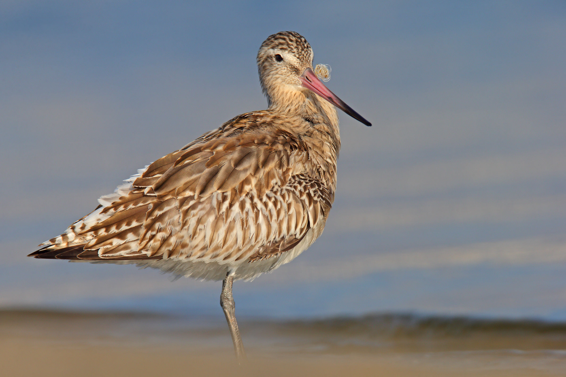 The godwit flower in mouth