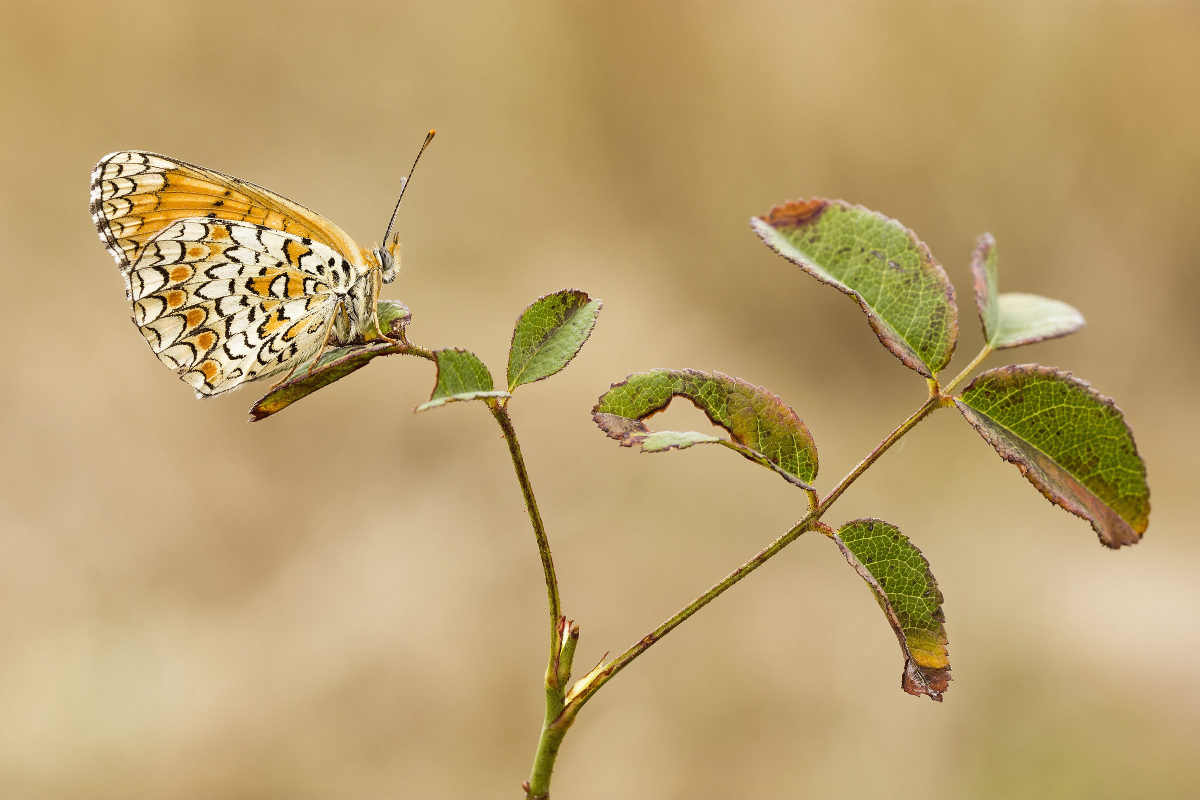 Autumn started .....