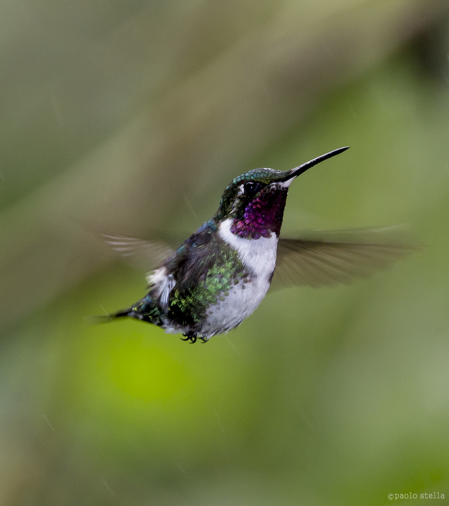 flying White-bellied Woodstar