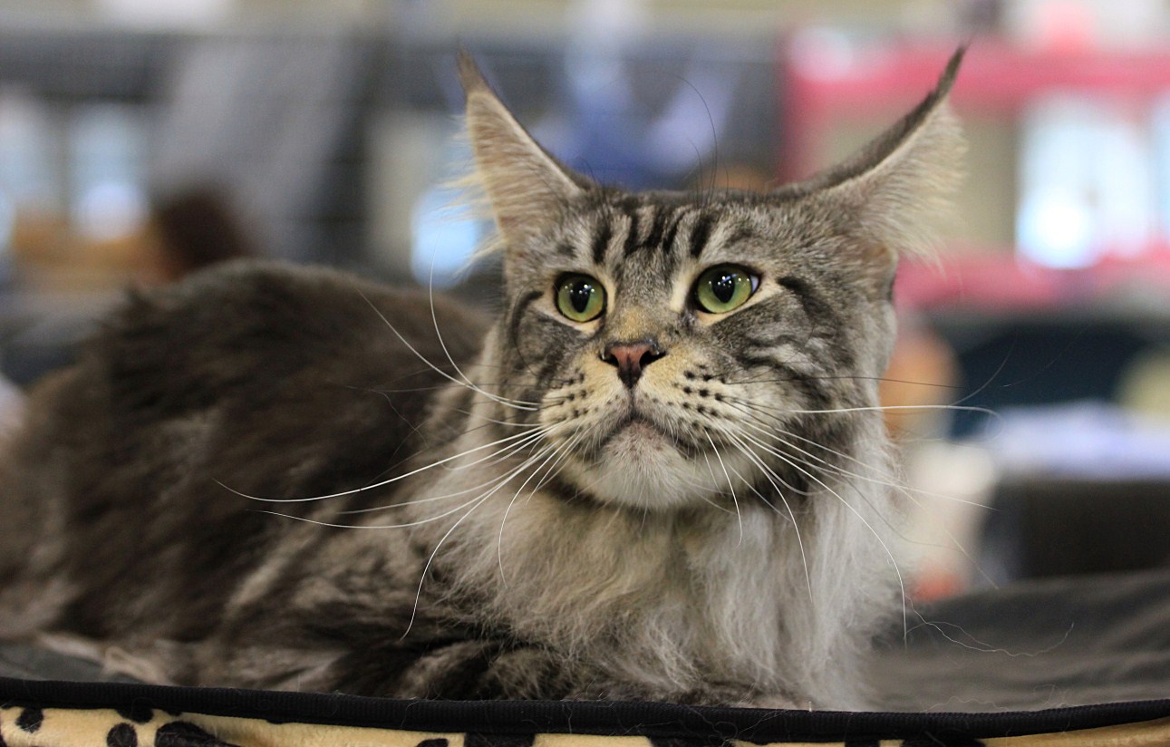 norvegese delle foreste