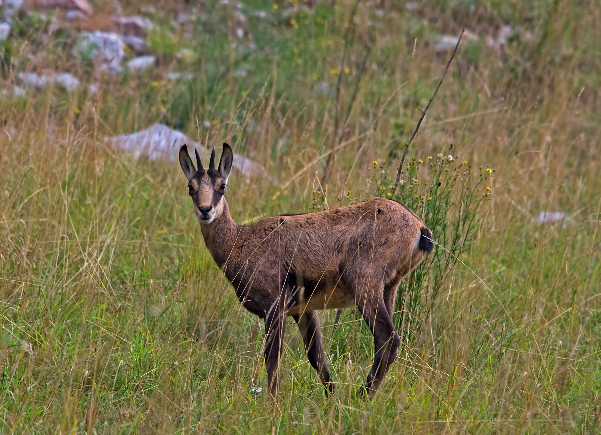 Suede, Alòpi Brenta, Molveno 2013