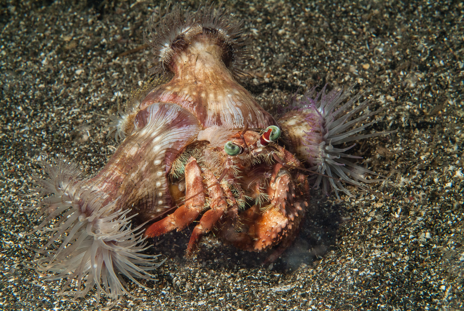 dardanus penduculatus-2