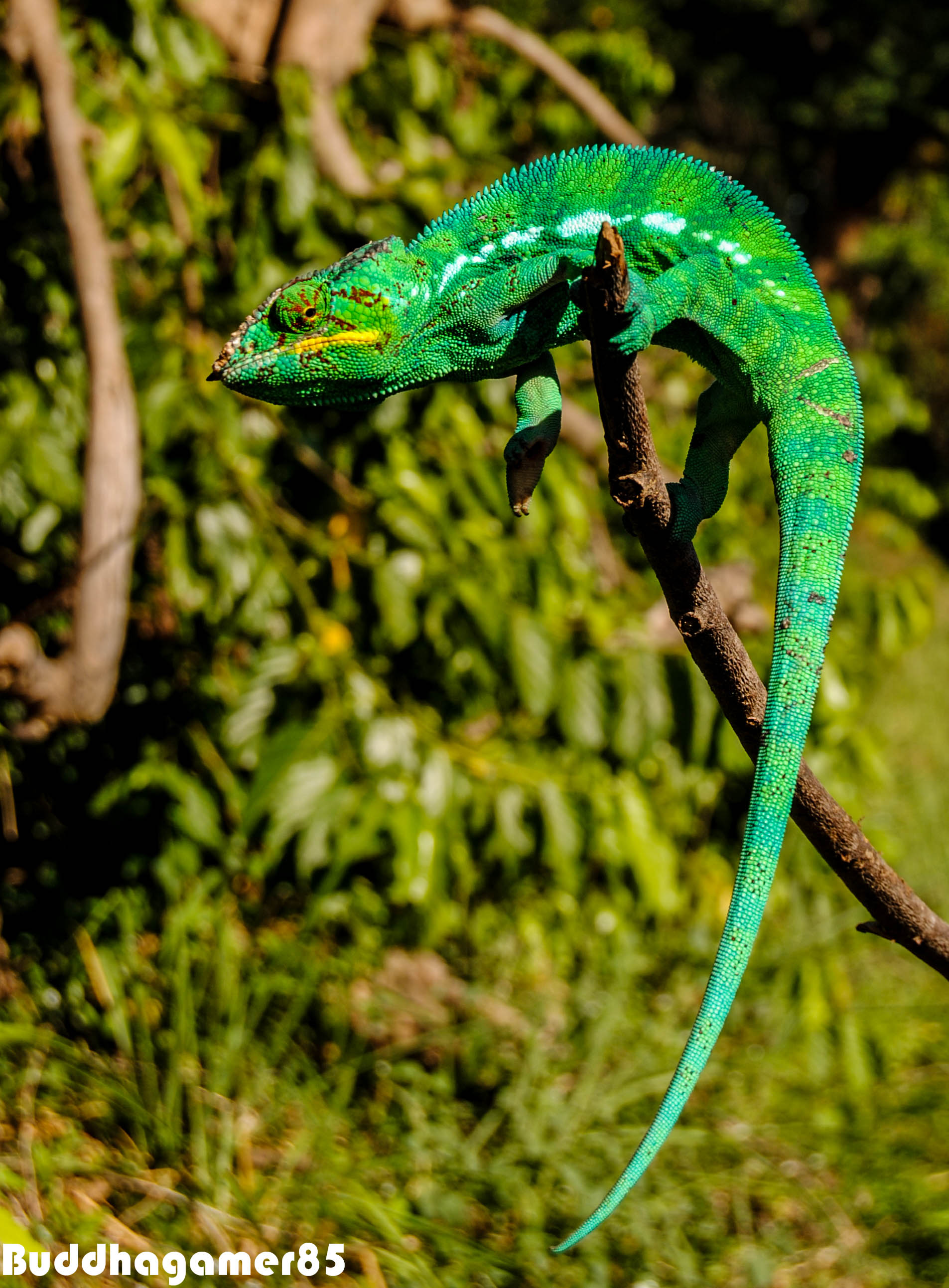 Chameleon