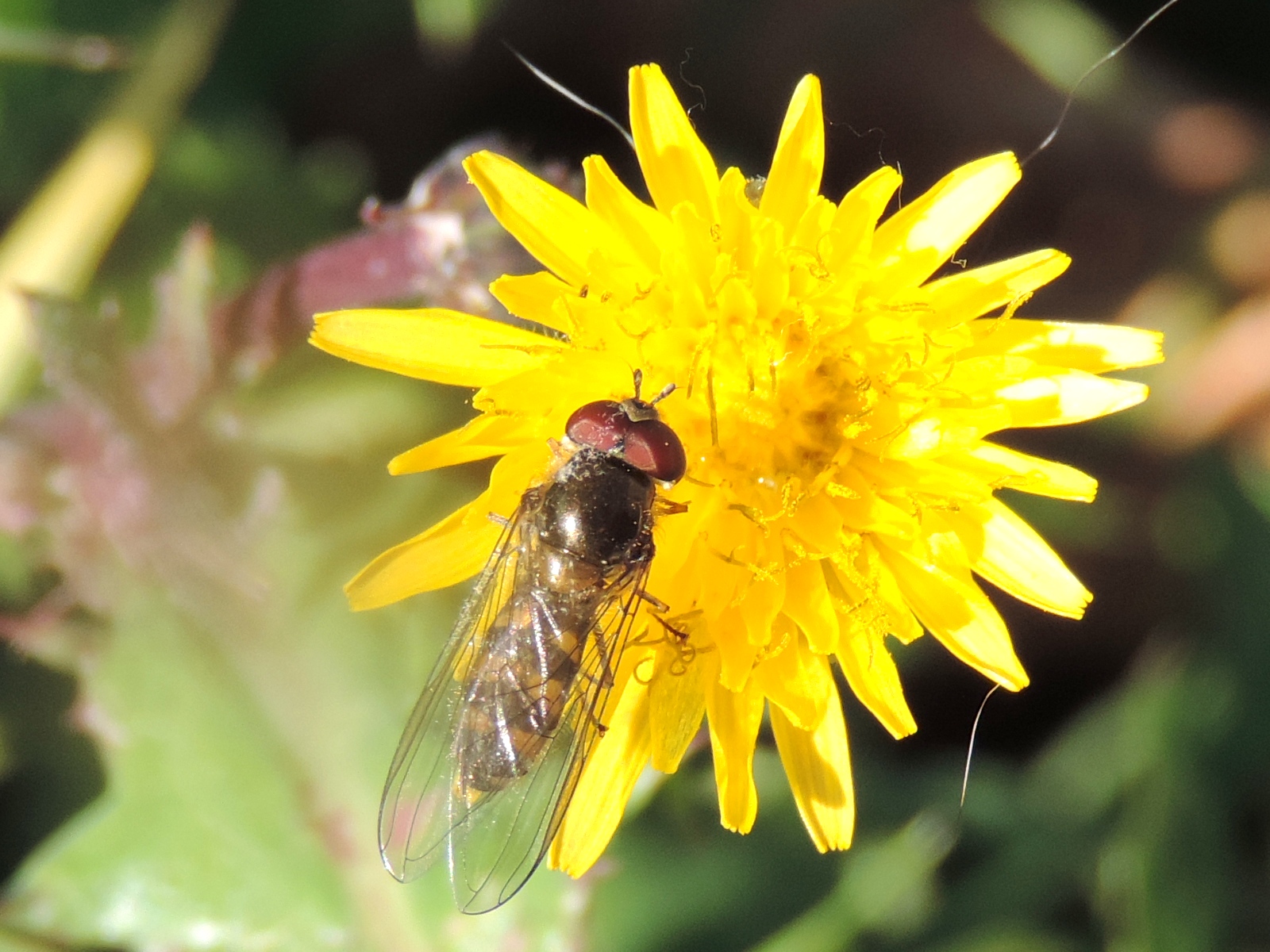 Bee on flower
