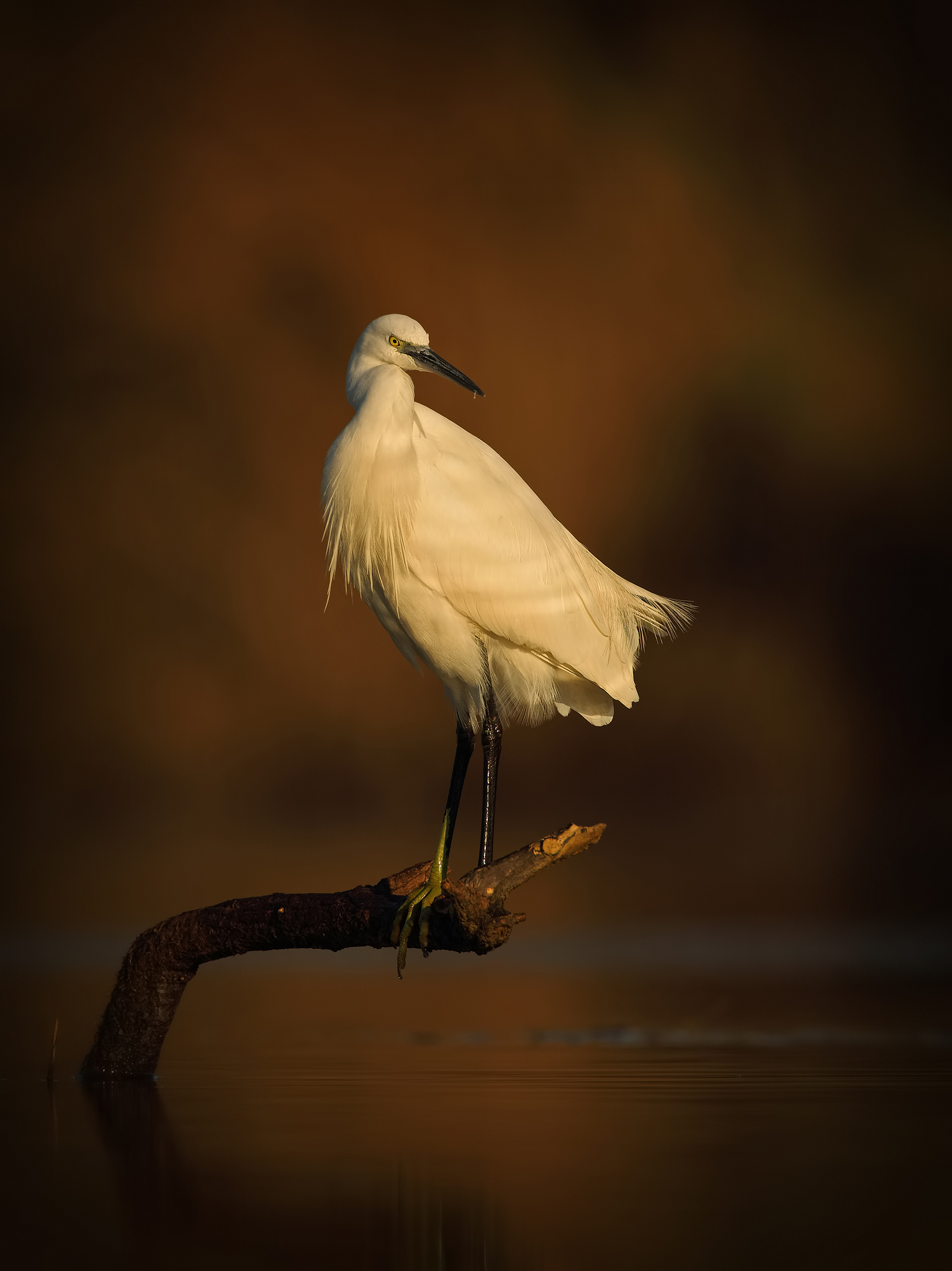 The boss ( garzetta )