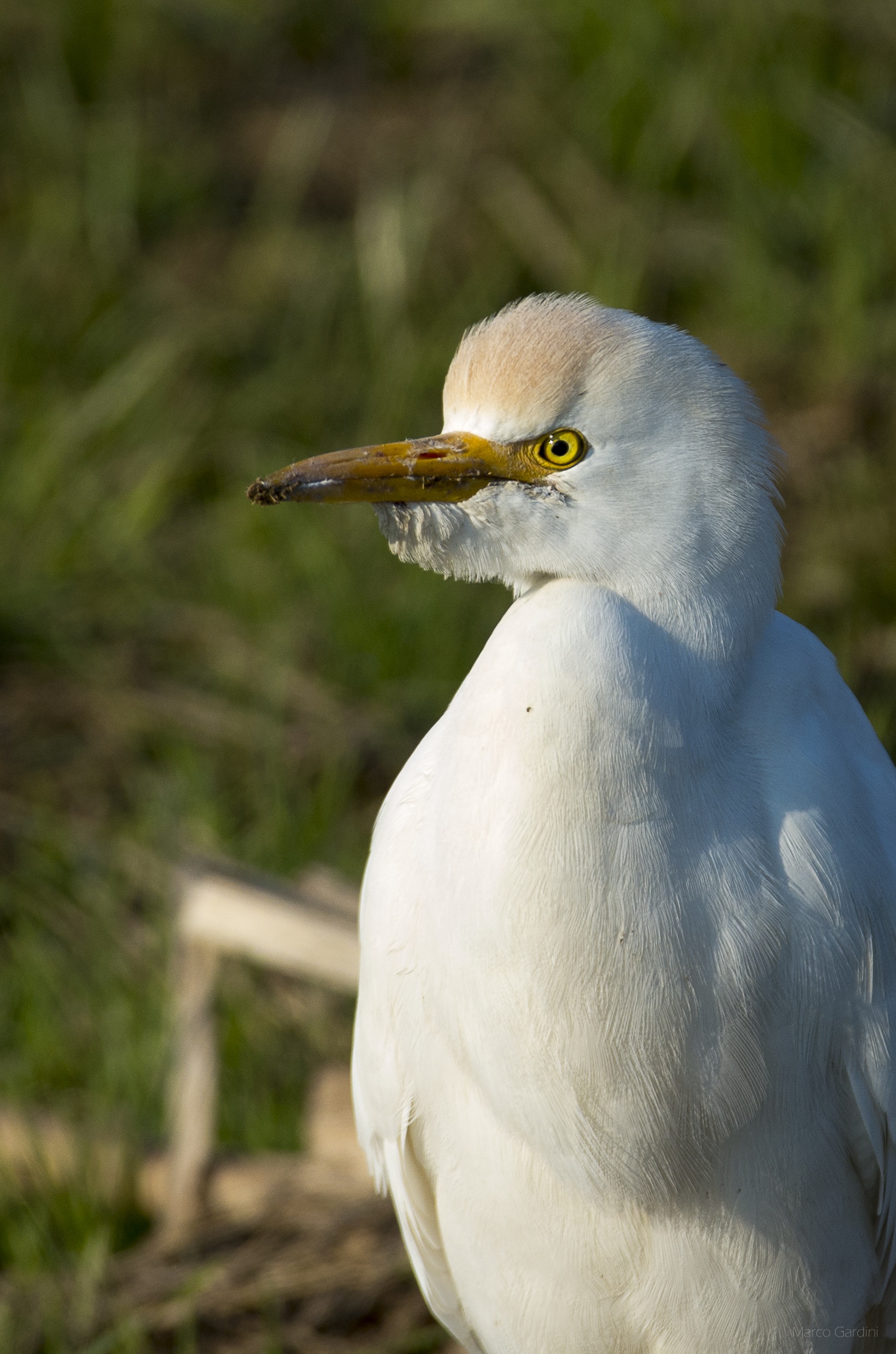 Guardabuoi, ritratto