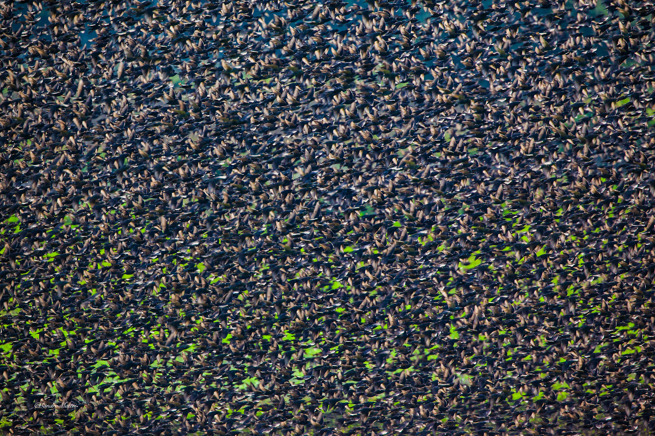 So who goes first .....? .......