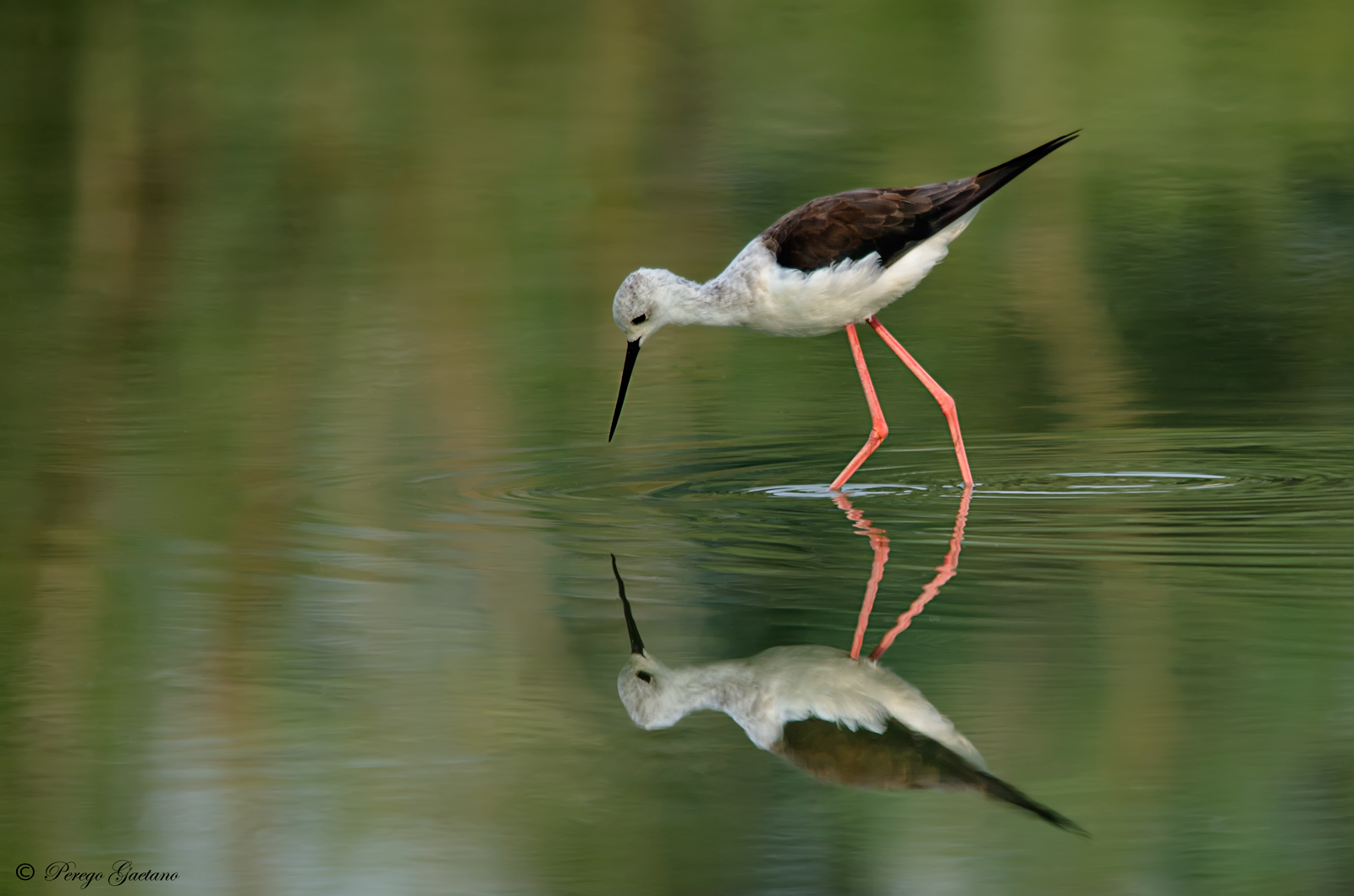 Cavaliere d'Italia 2