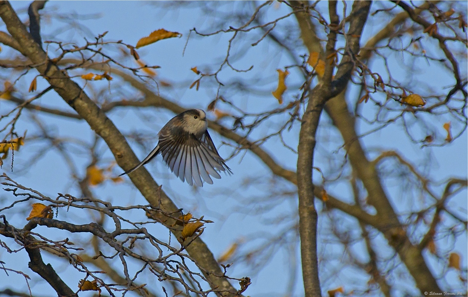 The fledging of the Long-tailed Tit