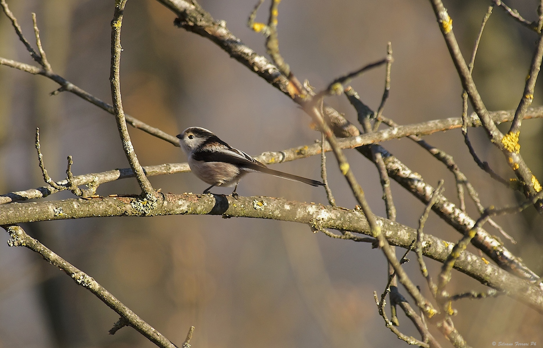 Long-tailed Tit