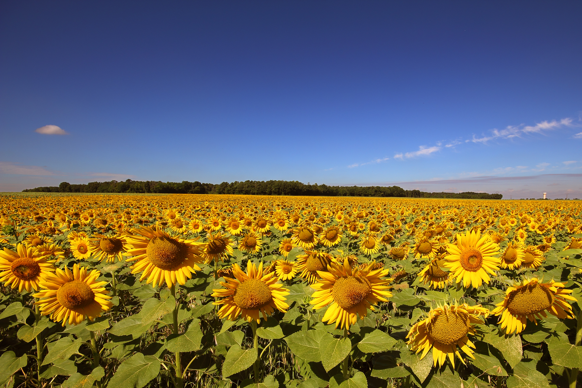 Touraine sunflowers