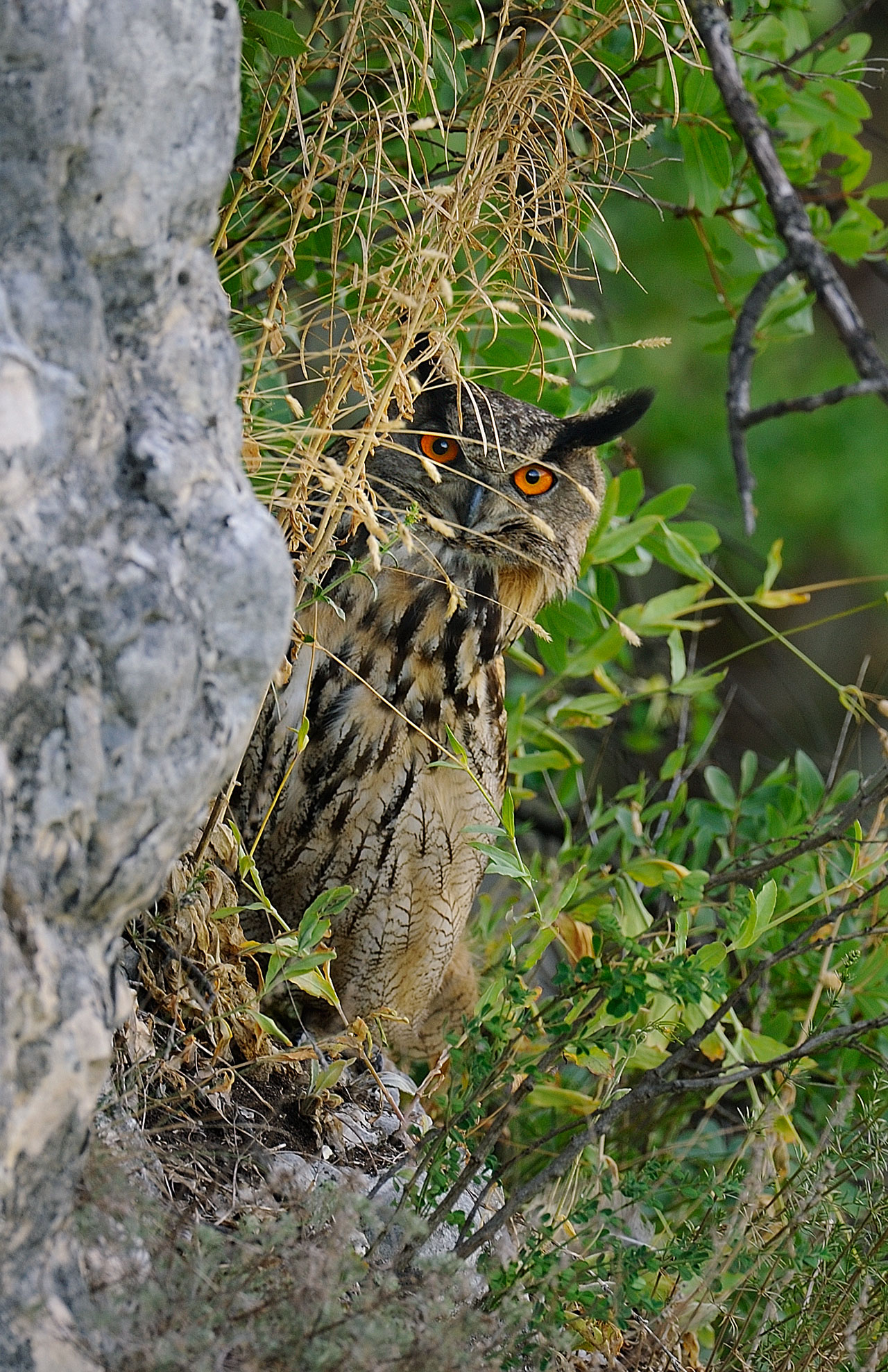 Eagle Owl