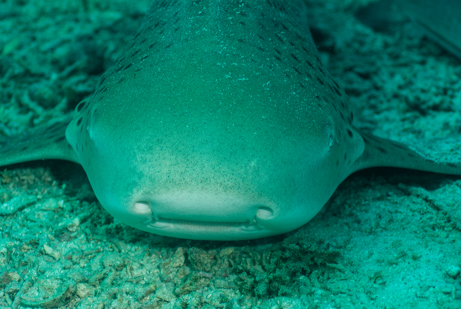 stegosoma fasciatum-2