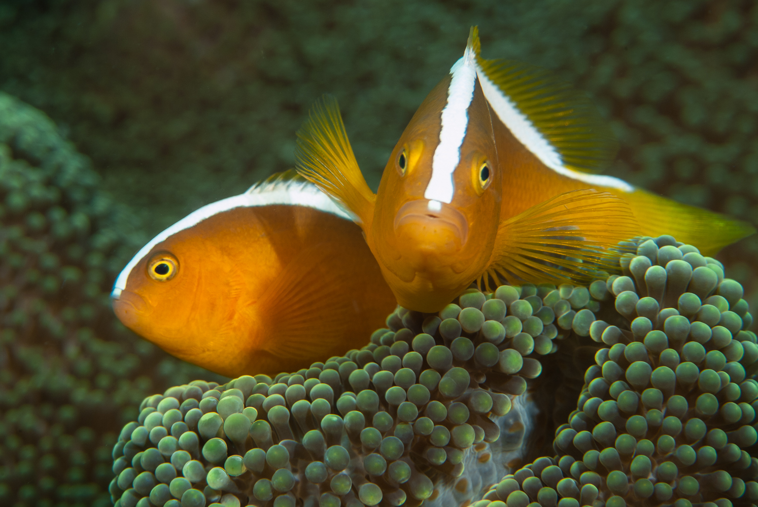 amphiprion sandaracinos