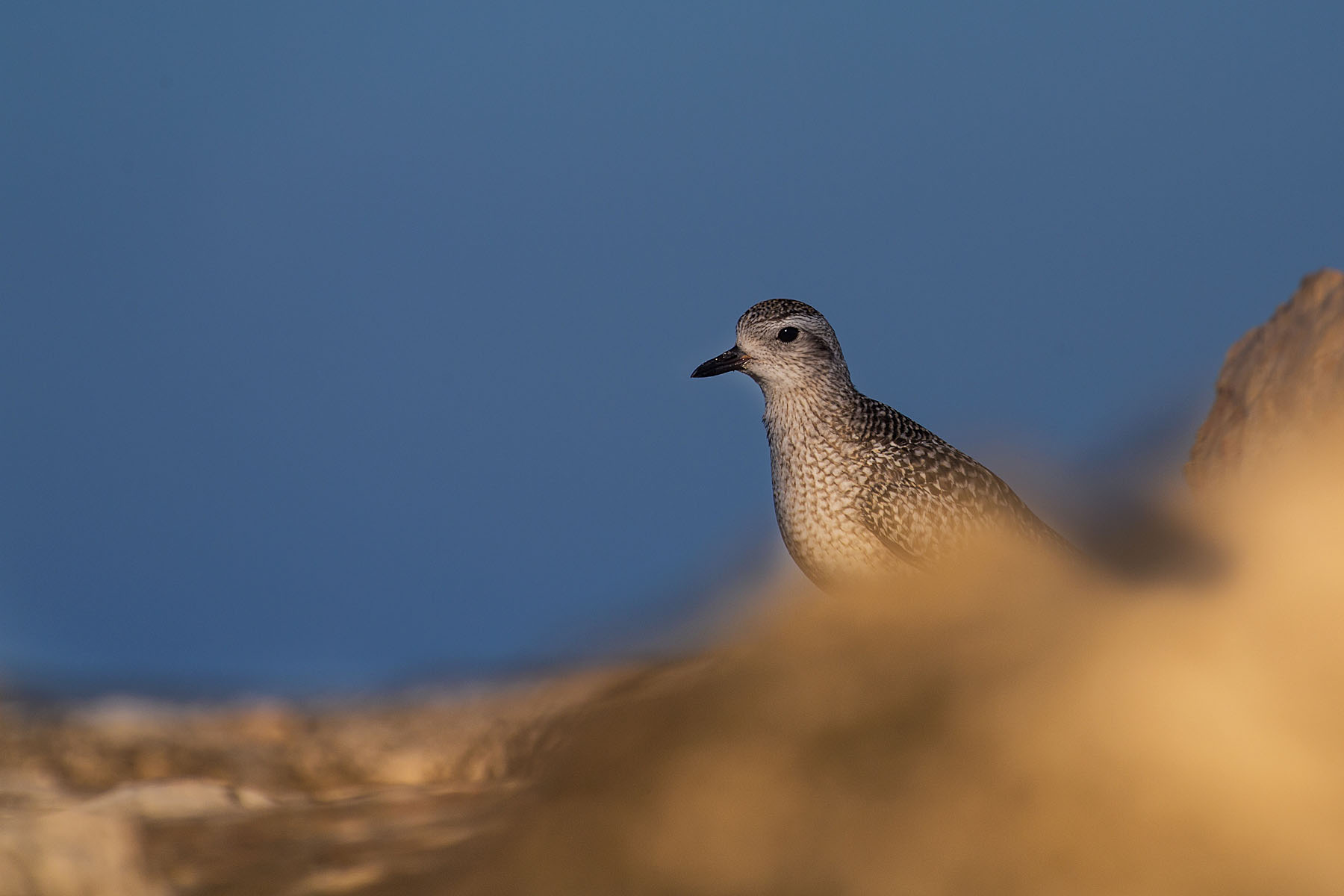 Black-bellied Plover