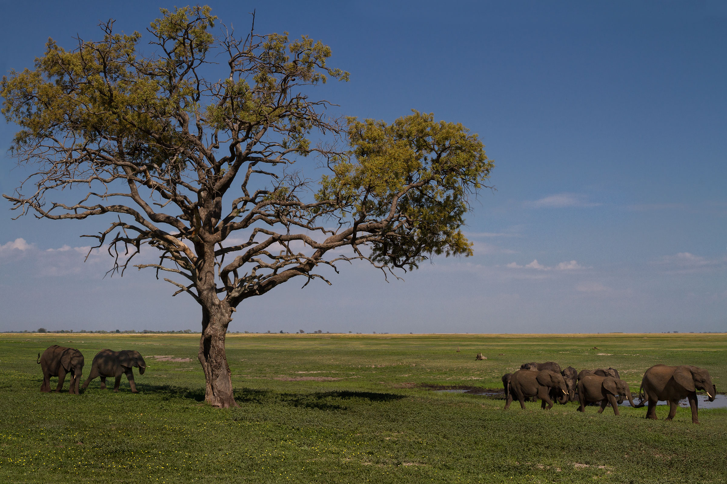 Chobe Elephants