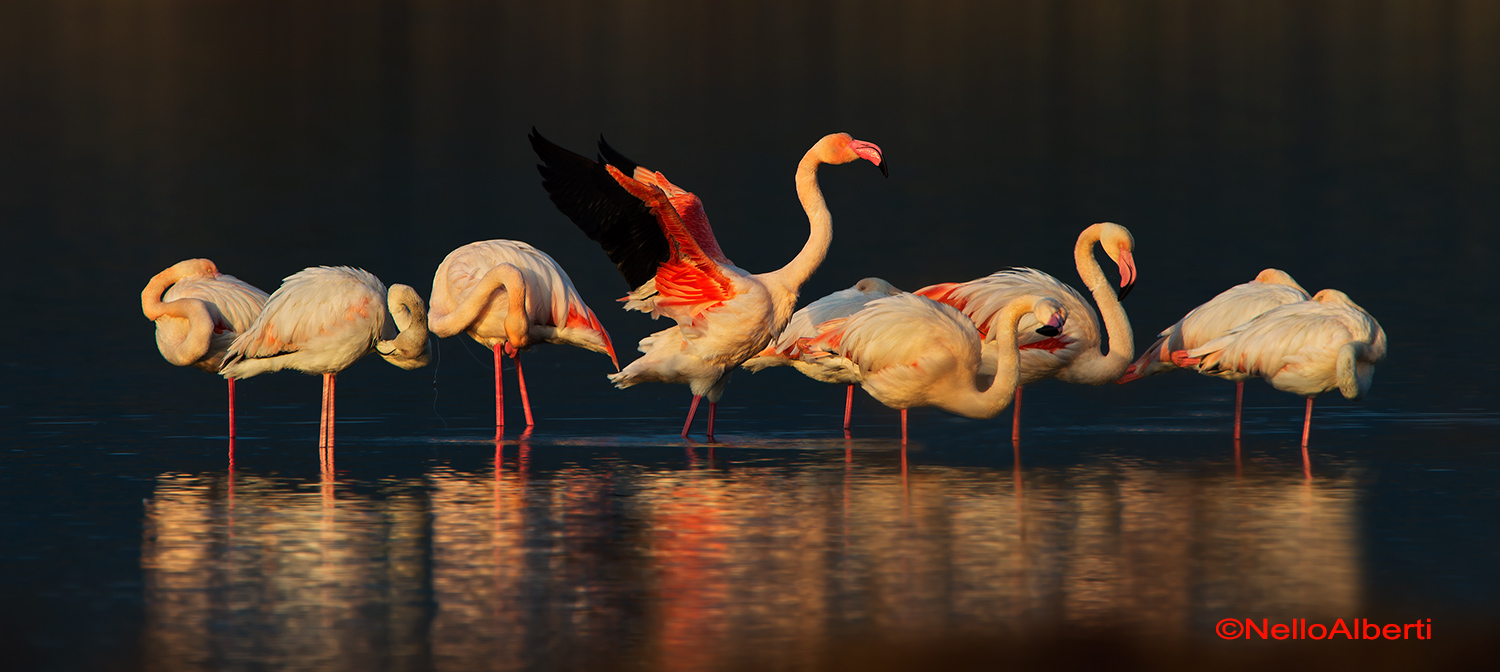 fenicotteri al tramonto