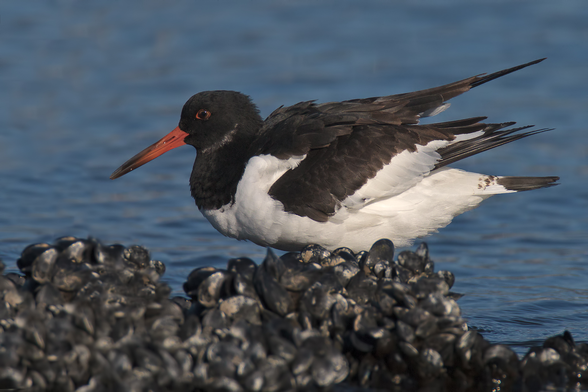 Freehand 19 meters ...