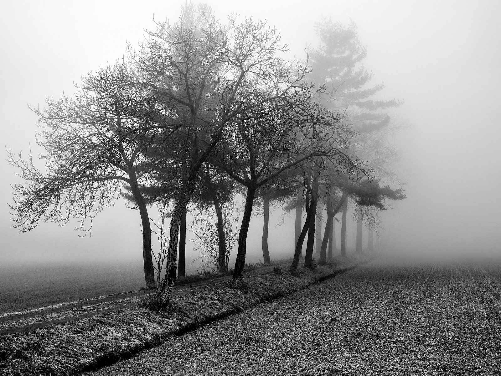 Fog in the Martesana