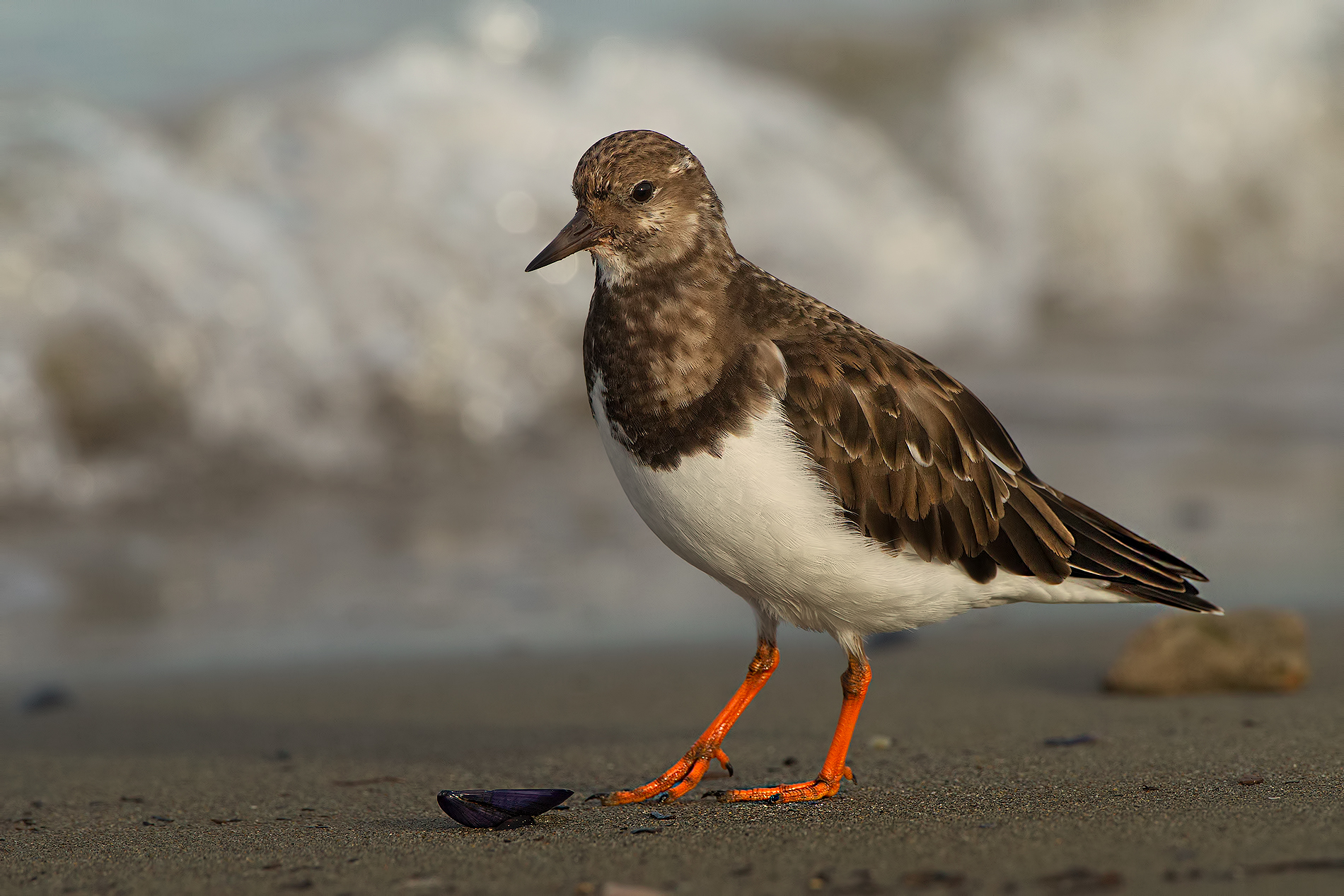 Ruddy Turnstone