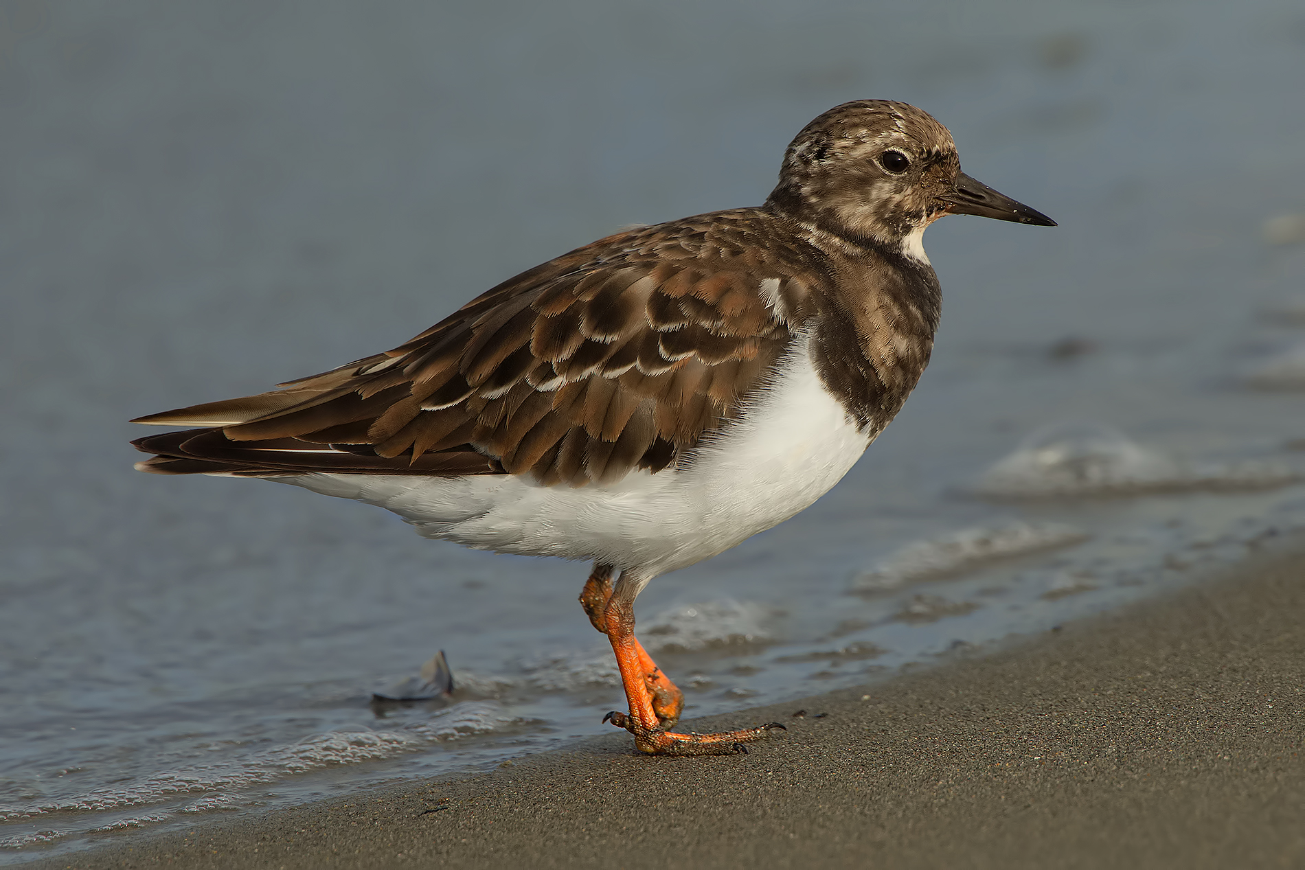 Turnstone # 2
