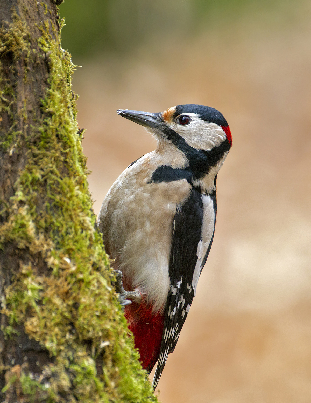woodpecker