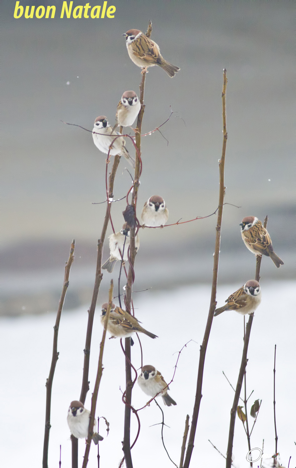 gli auguri dei passeri