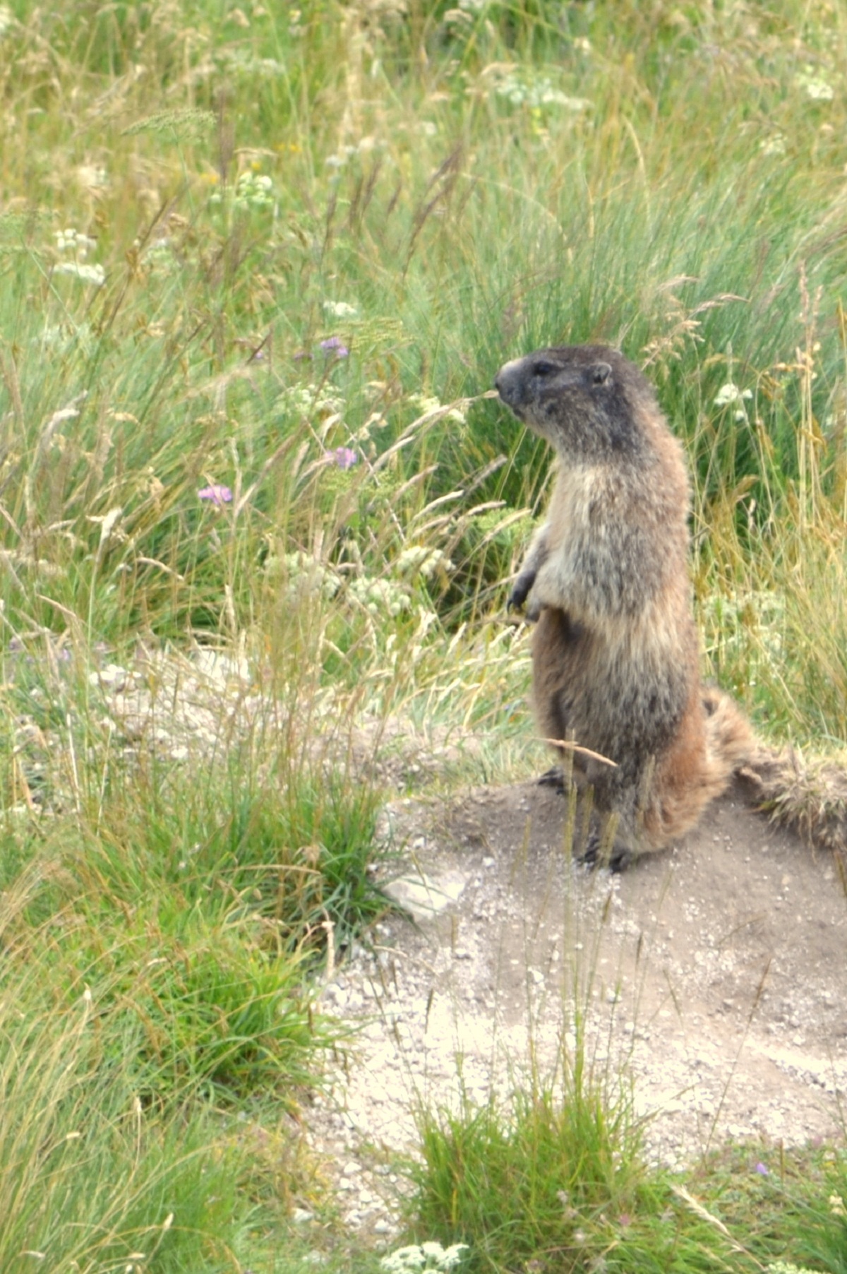 Marmotta sull'attenti