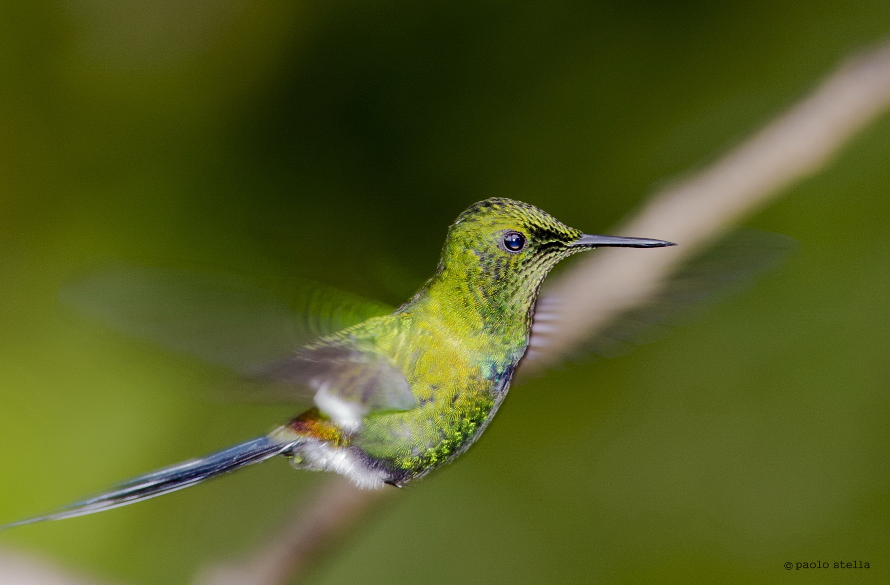 White-bellied Woodstar