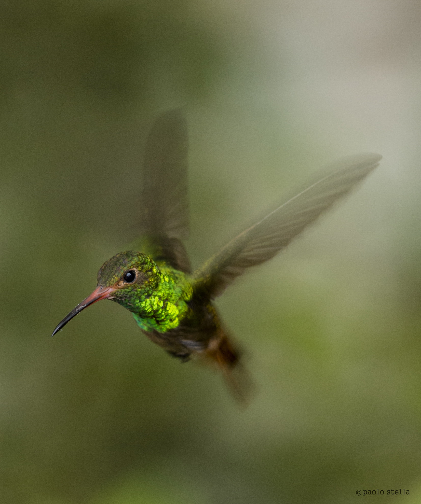 rufous-tailed hummingbird (Amazilia tzacatl)