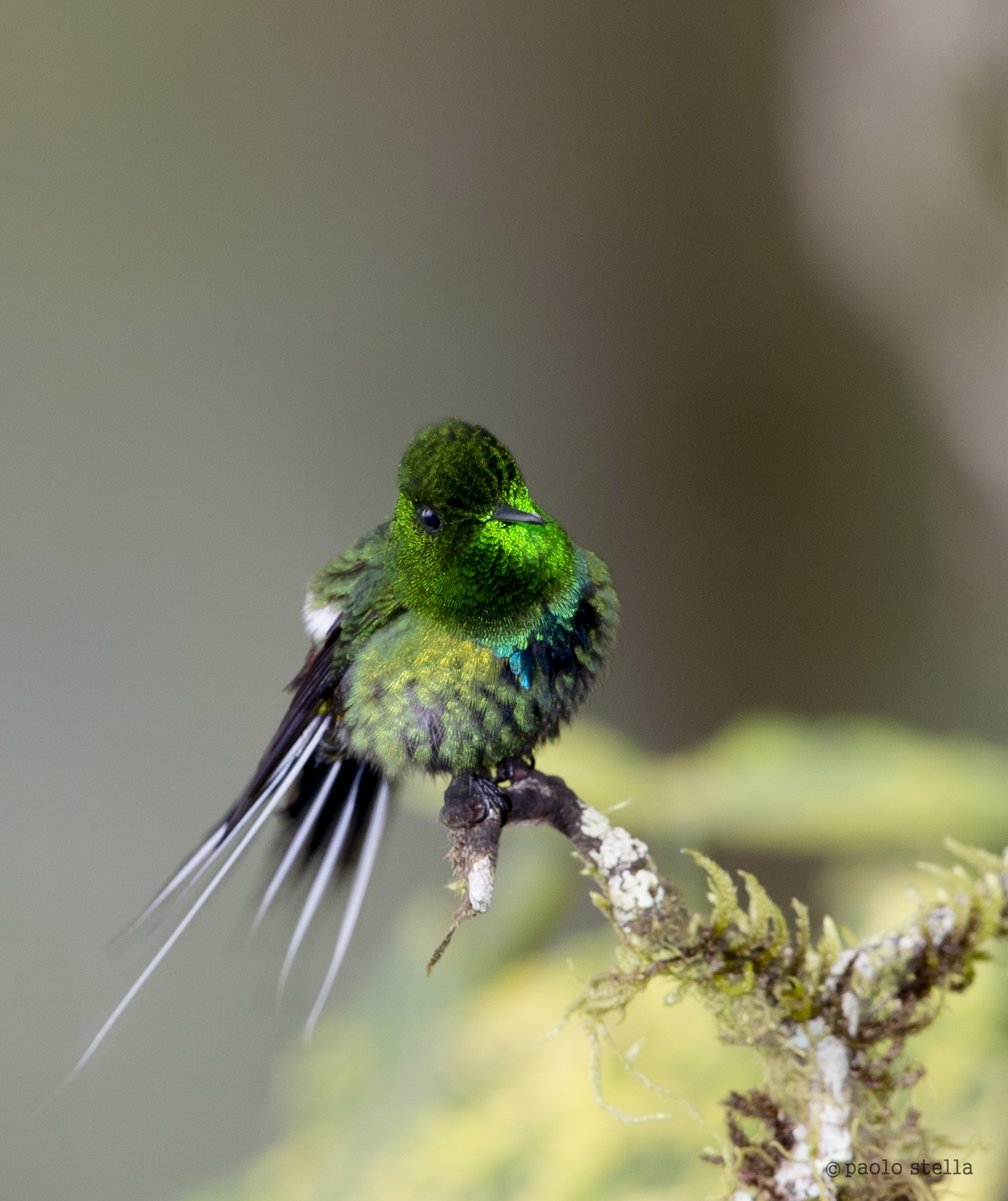 Green Thorntail