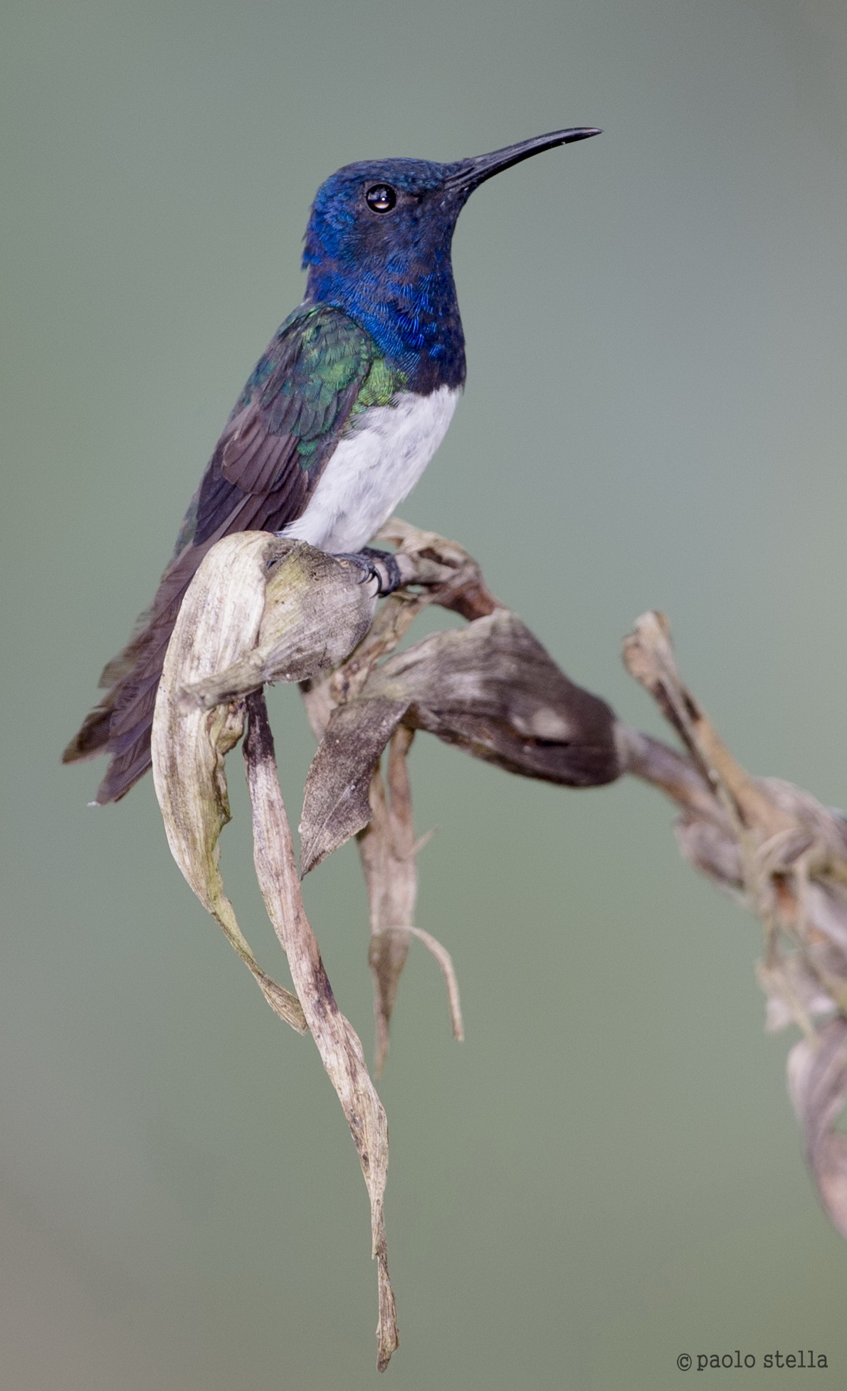 White-necked Jacobin (Florisuga badger)