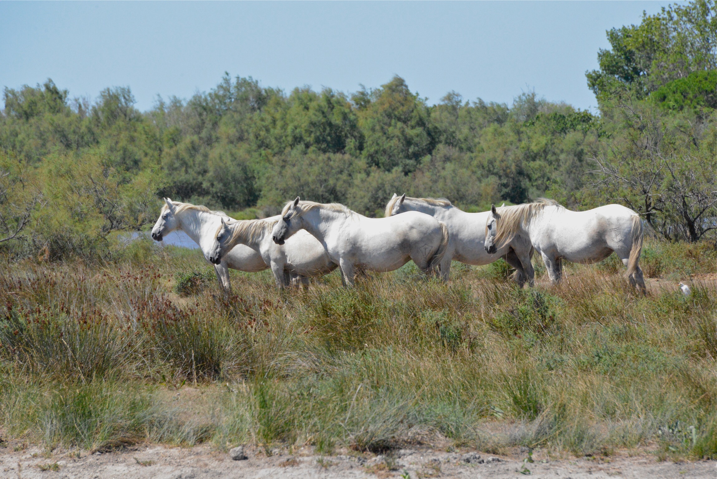 Blans Les chevaux de Camargue