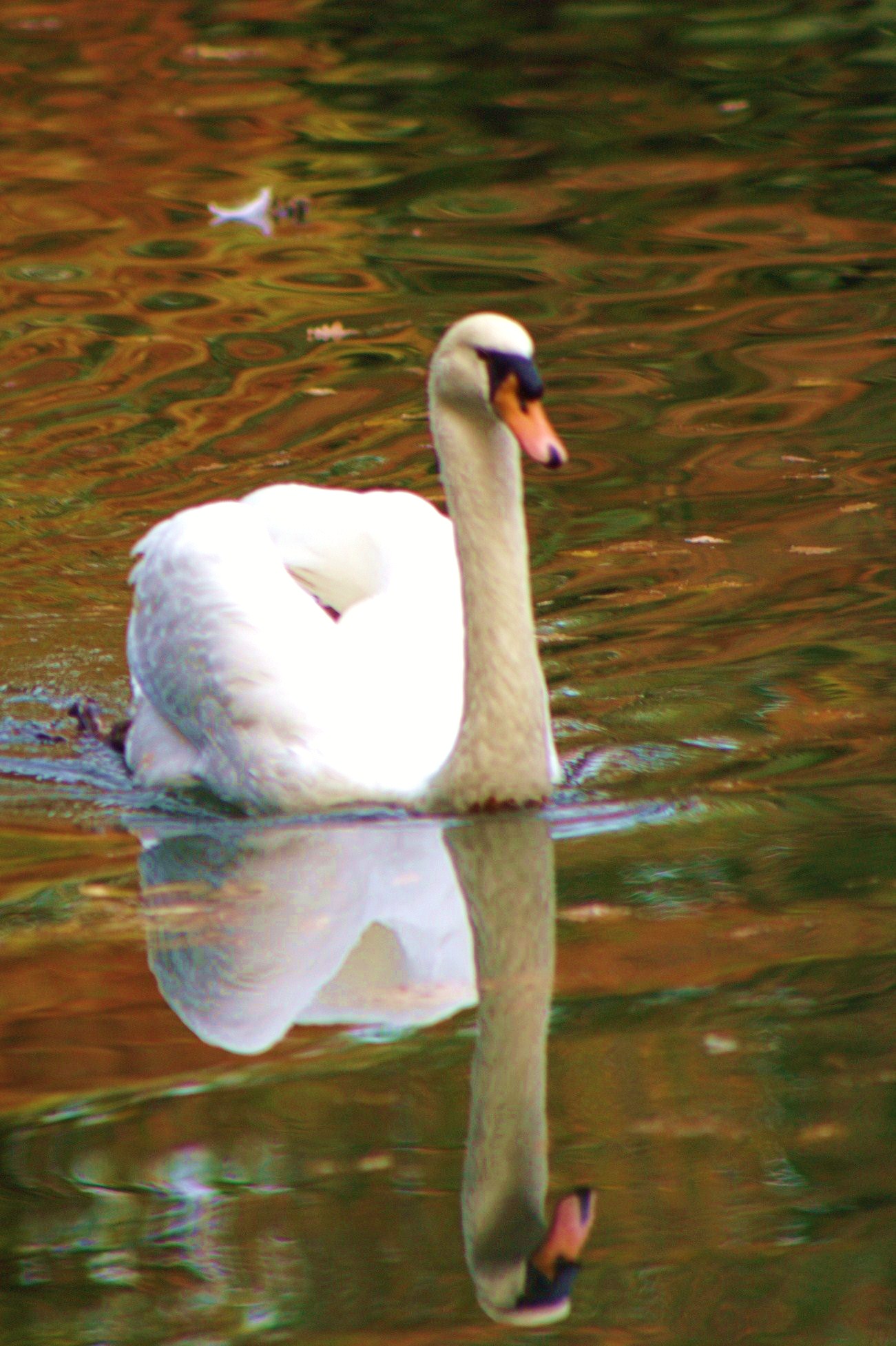 Swan