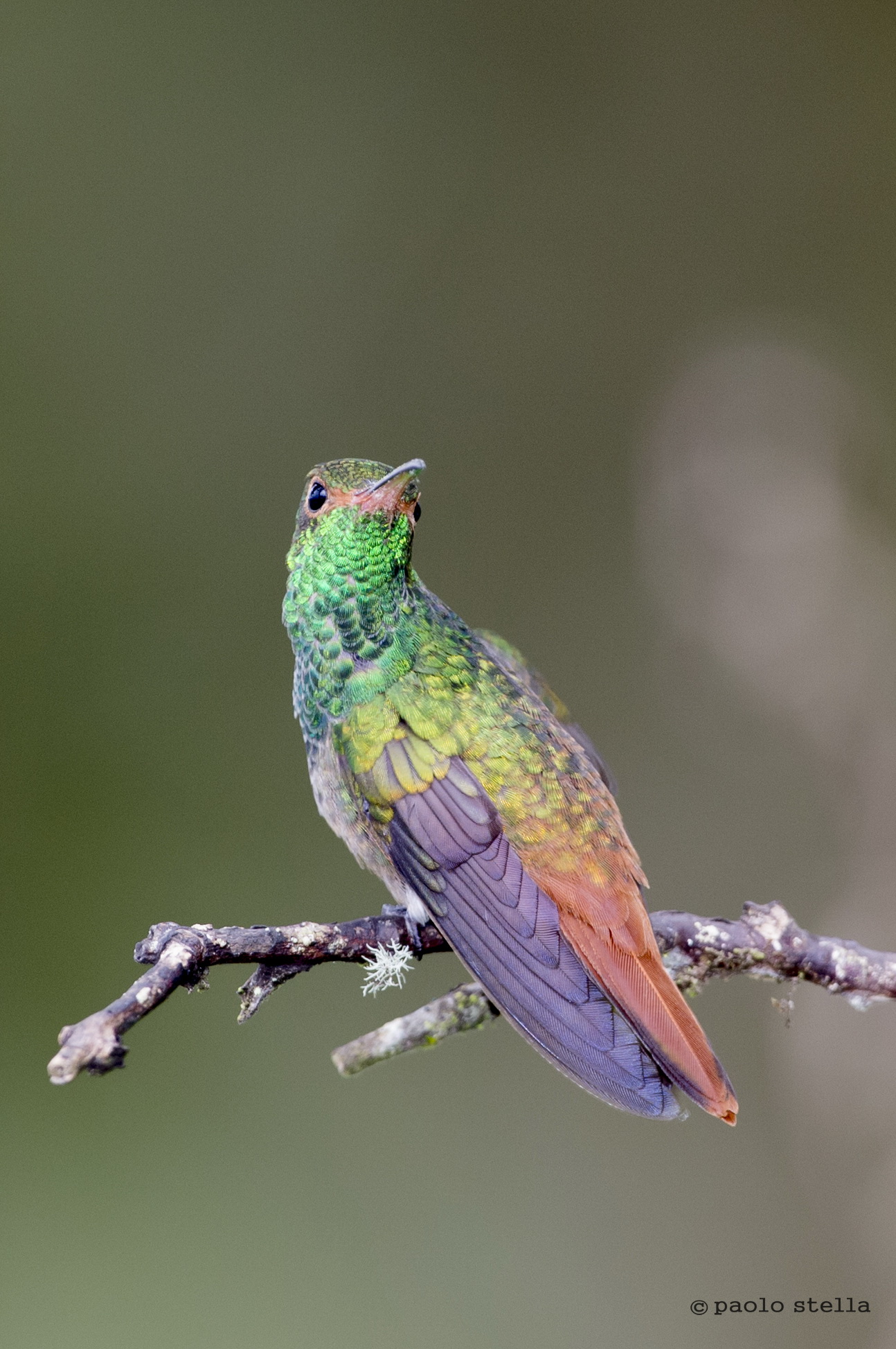 Rufous-tailed Hummingbird (Amazilia tzacatl)