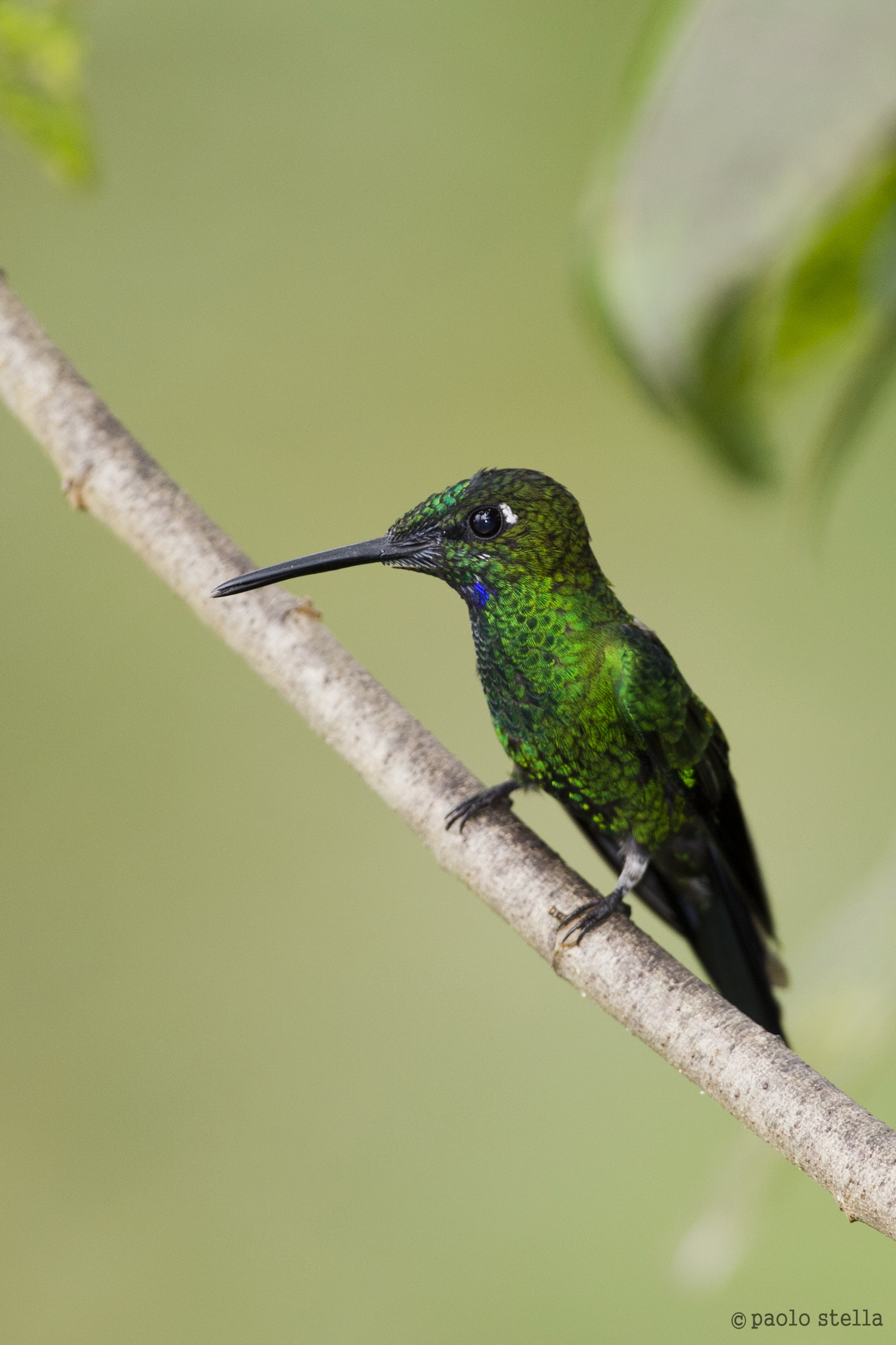 Green-crowned Brilliant (Heliodoxa jacula)