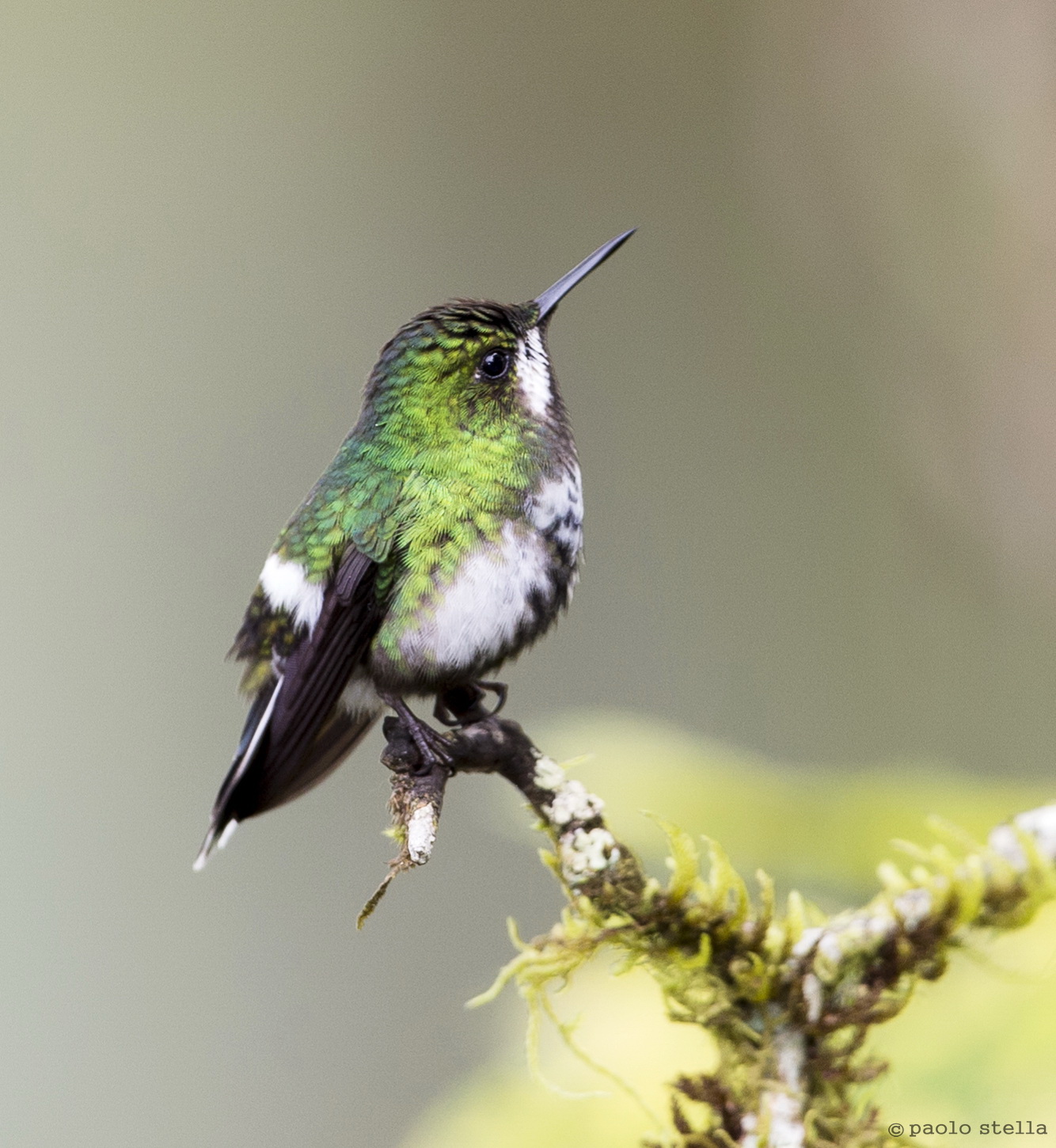 Green Thorntail (Discosura conversii)