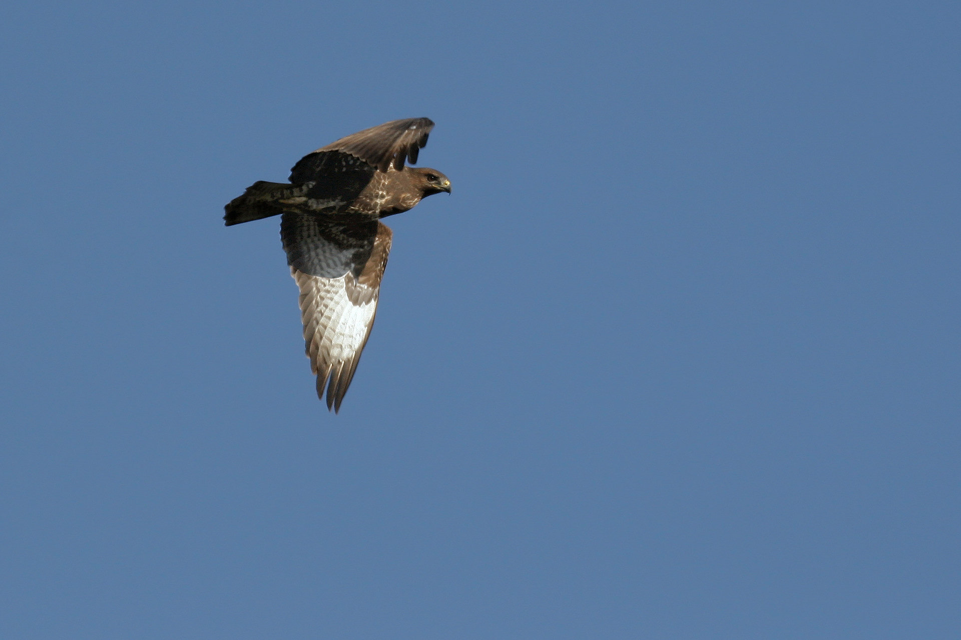 Buzzard (Buteo Buteo)