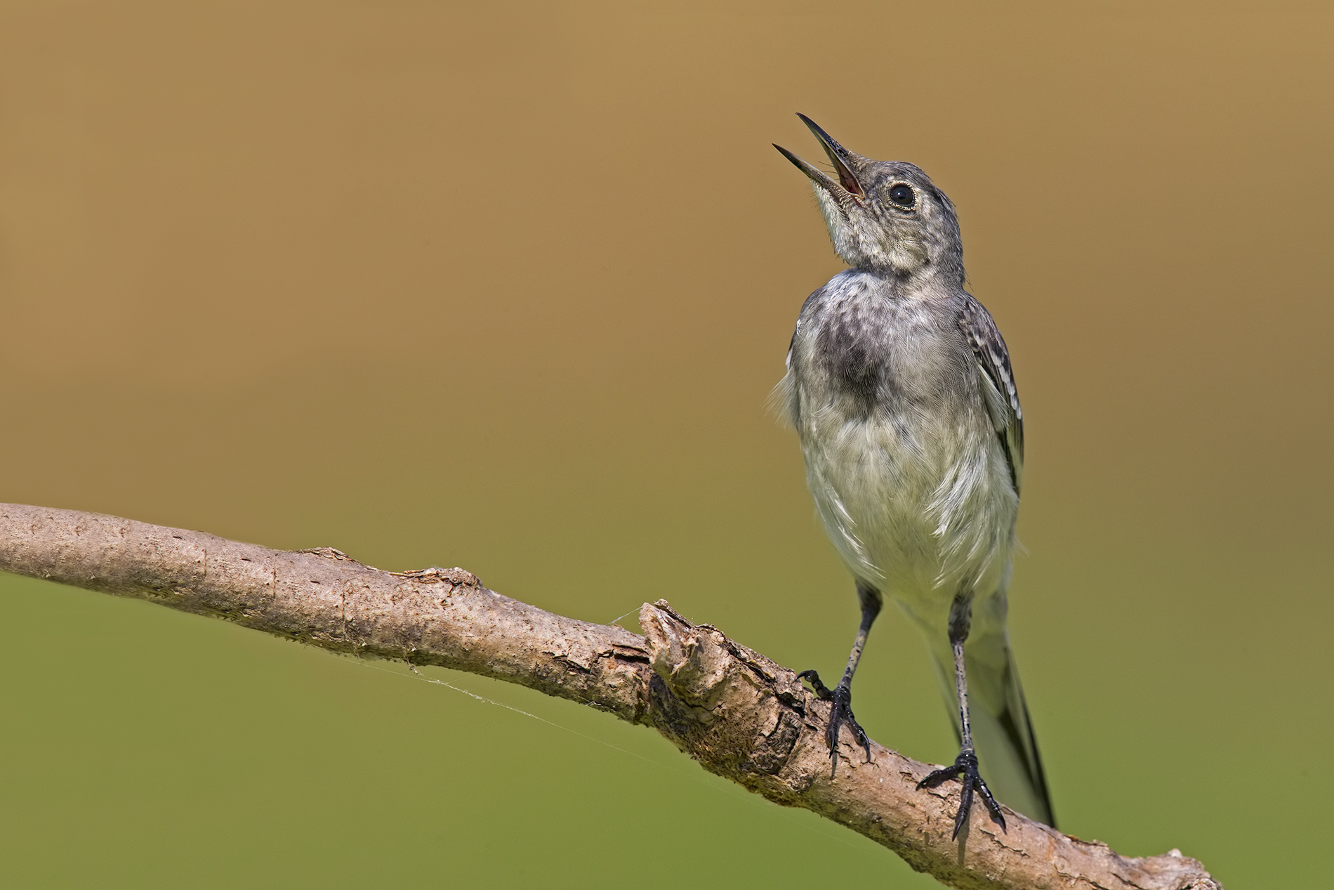 Il canto della cutrettola