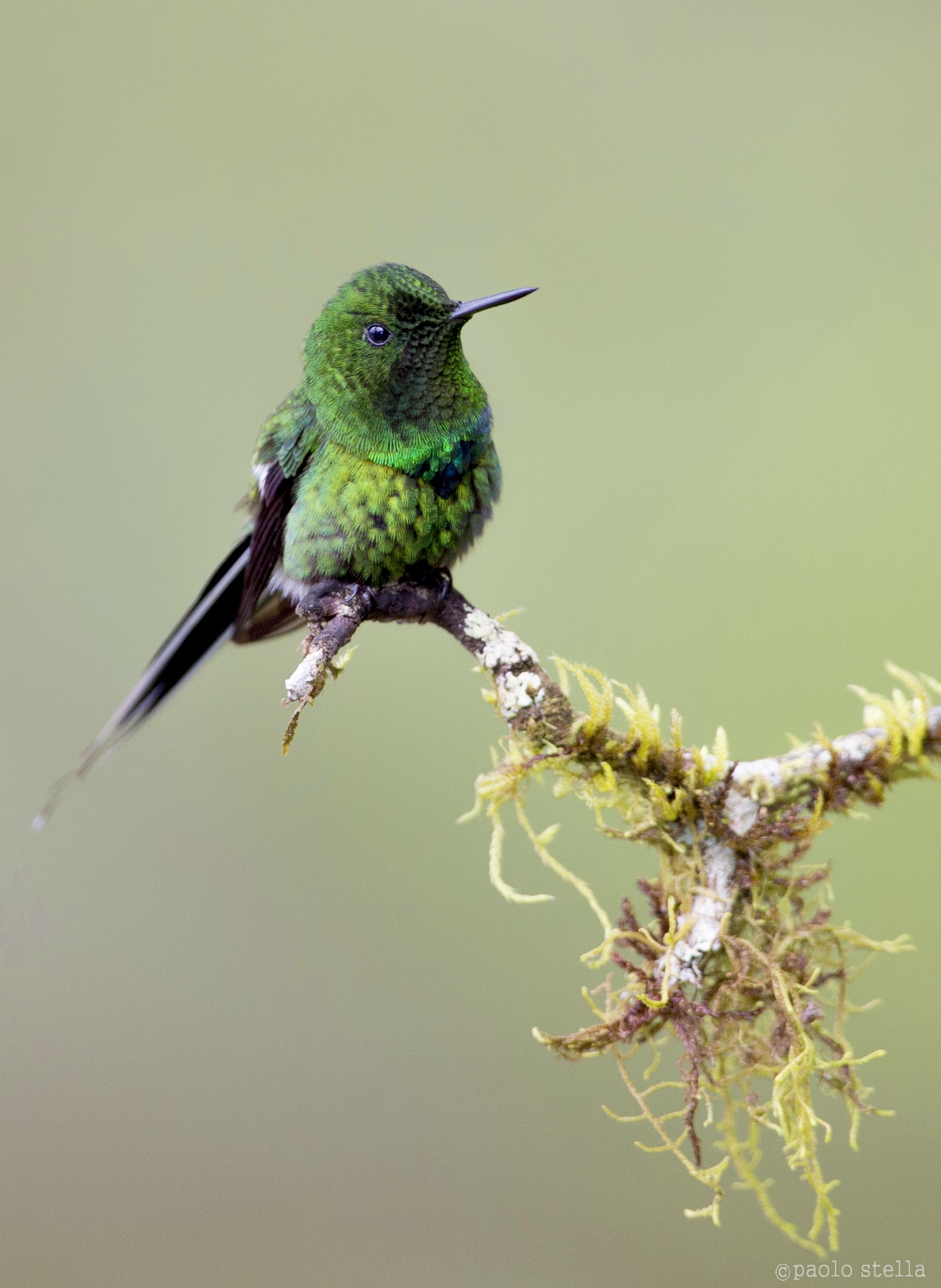 Green Thorntail M (Discosura conversii)