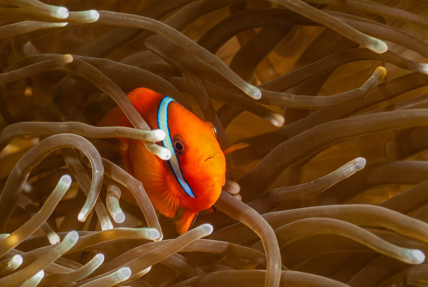 amphiprion frenatus