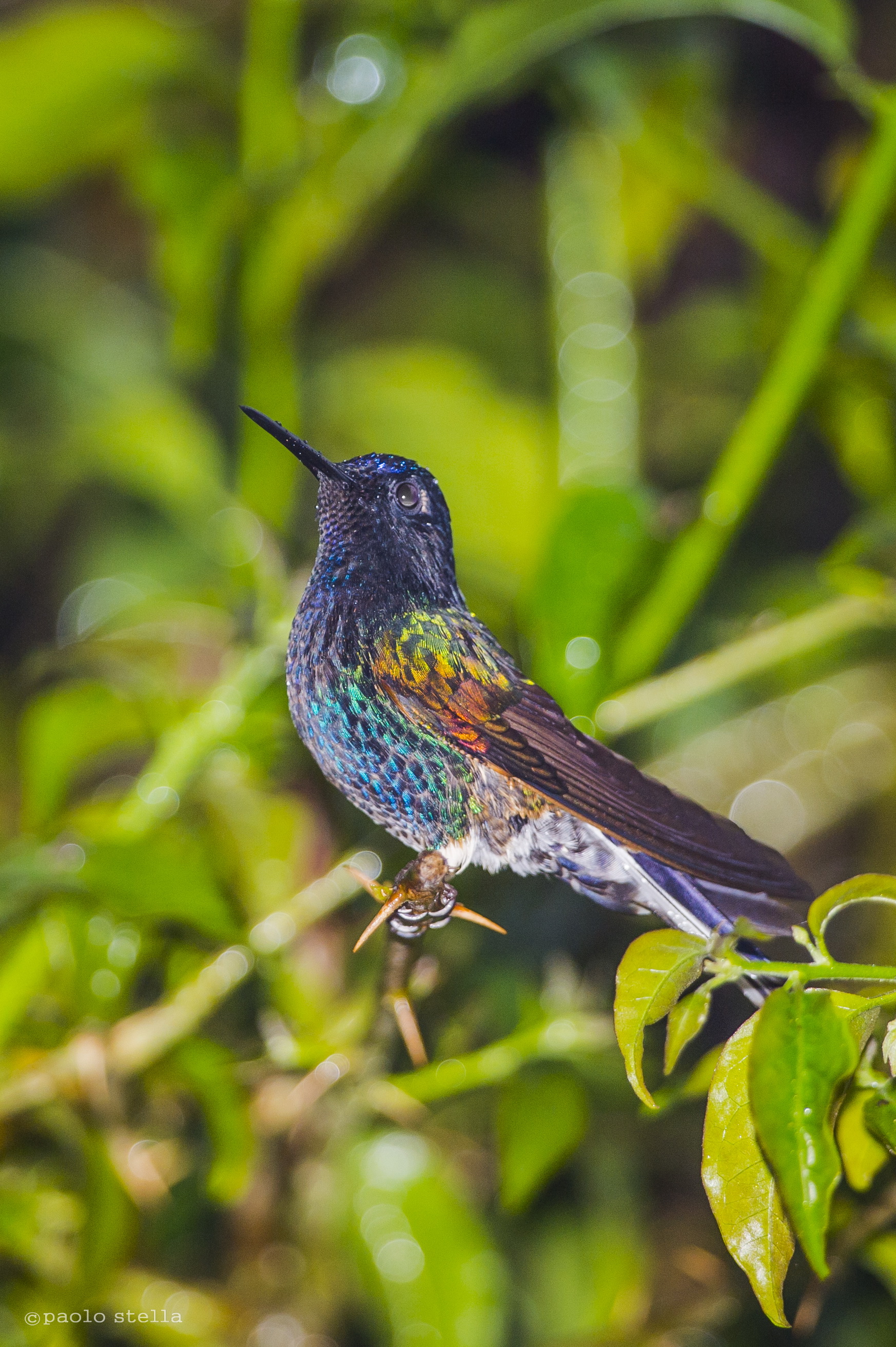 Sparkling Violetear (Colibri coruscans)